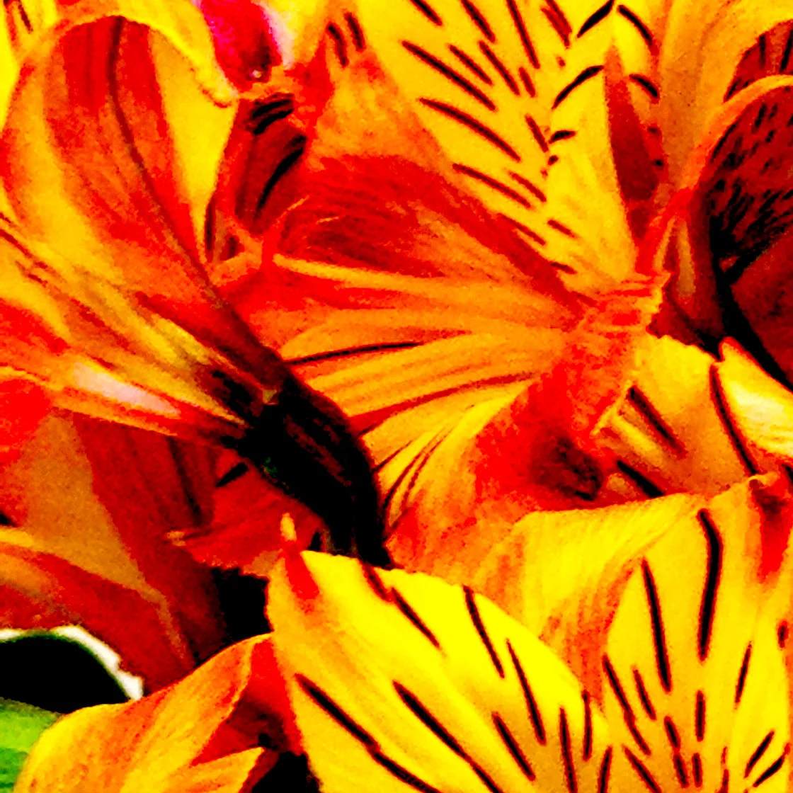 Tiger Lily