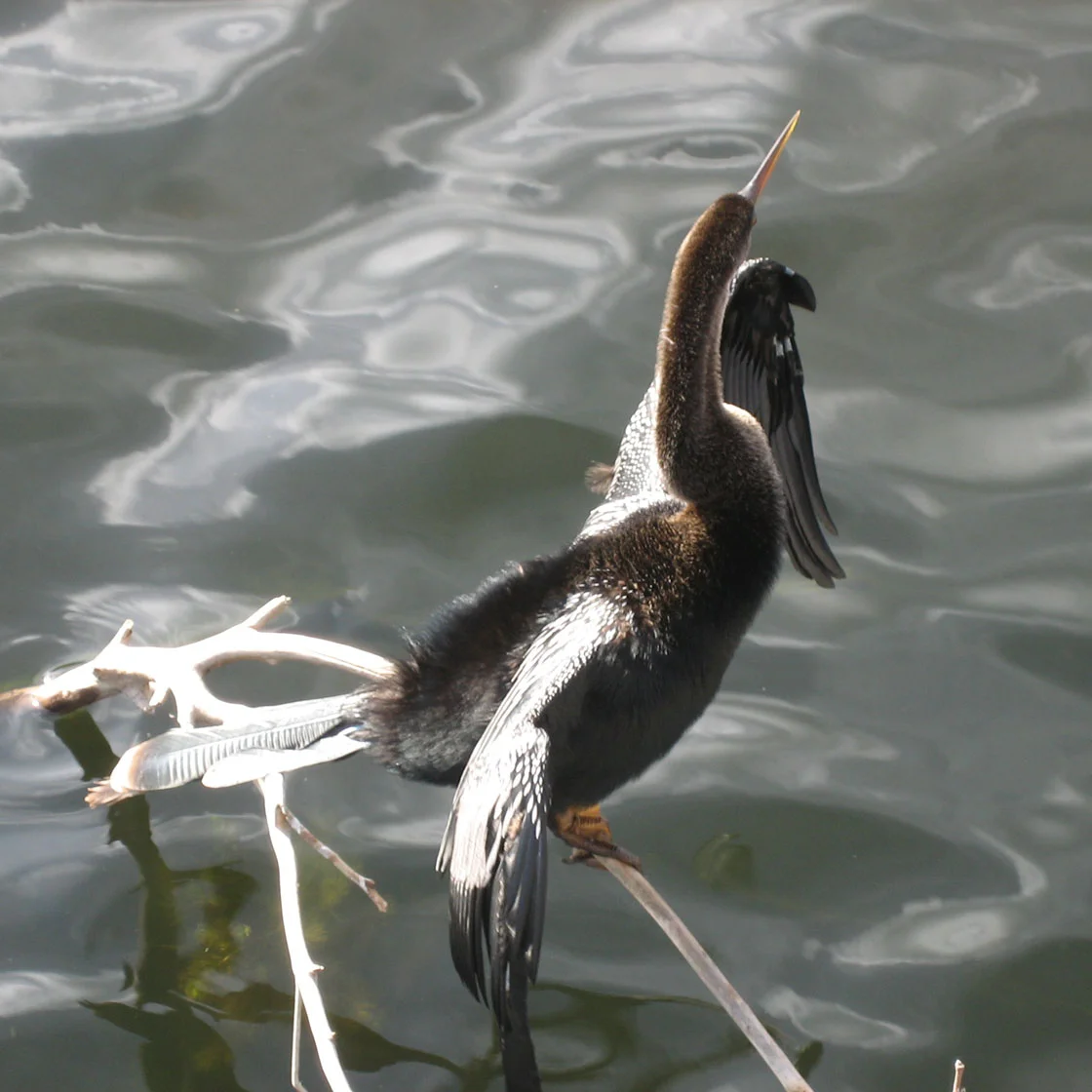 Perched Anhinga
