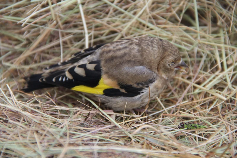 'Our' goldfinch minutes after flying into the window.&nbsp;Only adult goldfinches have the red &nbsp;face feathers - this one was a juvenile.