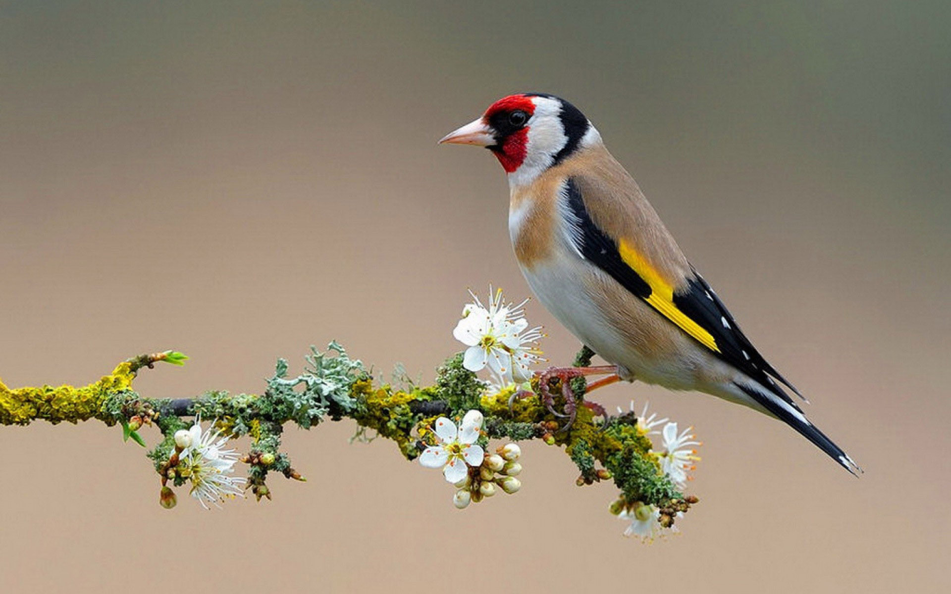 European Goldfinch