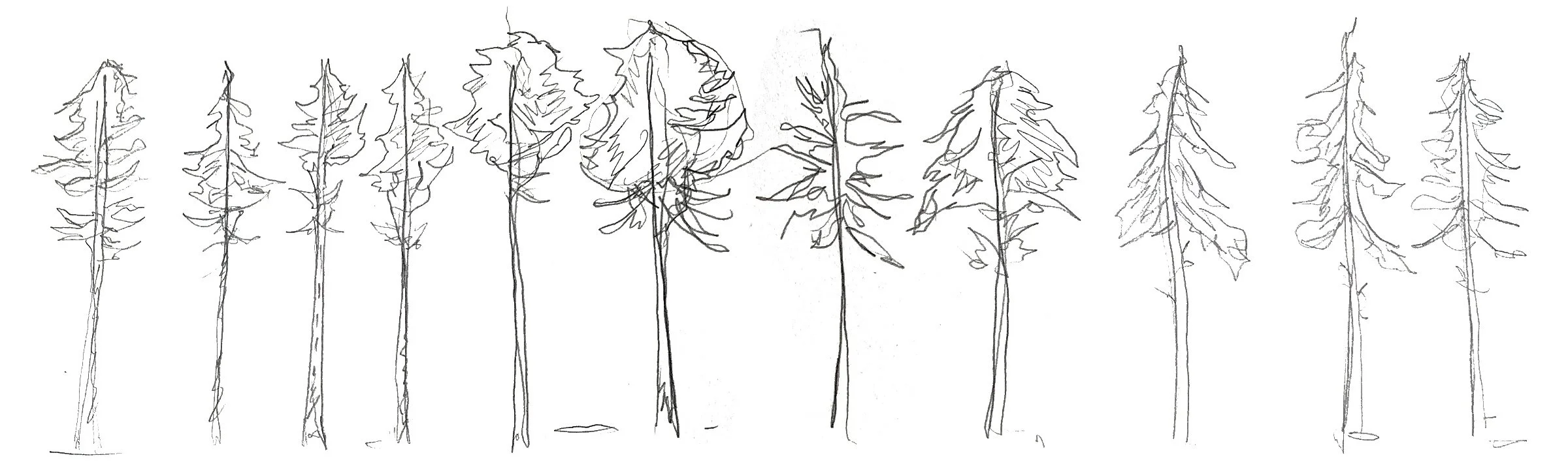 Longleaf Pine Tree Sketches
