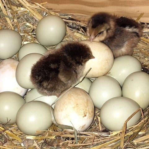 Two chicks now, and the rest of Fluffy's clutch. @ladybrookbc #ladybrookfarm