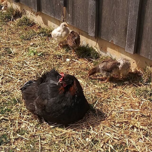 Fluffy's chicks are getting big! @ladybrookbc #ladybrookfarm