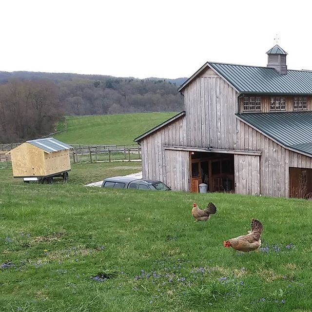 Roadrunner and Beep exploring the back yard, with the new mobile coop in the background. New chickens already inside while the outside is being painted! @ladybrookbc #ladybrookfarm