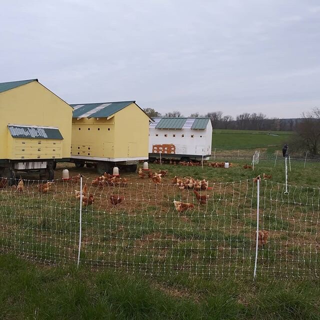 New mobile coop makes three! Newest is white with just primer. And, the pullets learning the drill! @ladybrookbc #ladybrookfarm