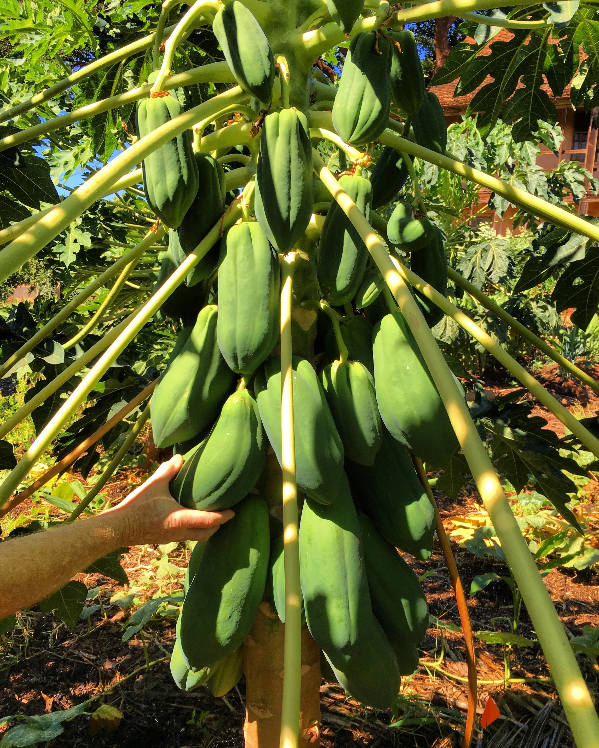 Giant Papayas!