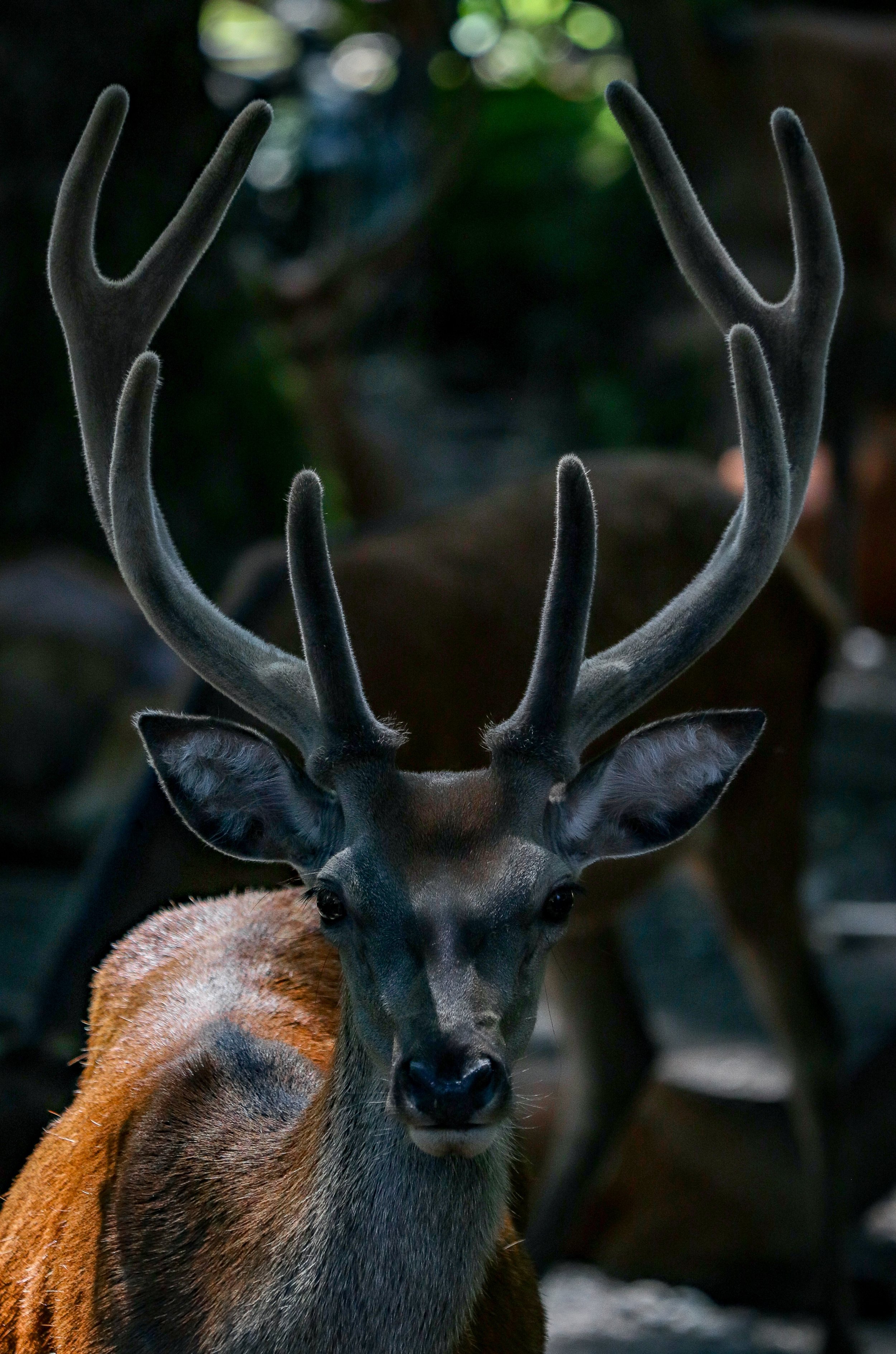 Despite the dark background, because this is a high resolution image, the light on the back, face and antlers will add visual interest (Photo by Ken Treloar on Unsplash ).