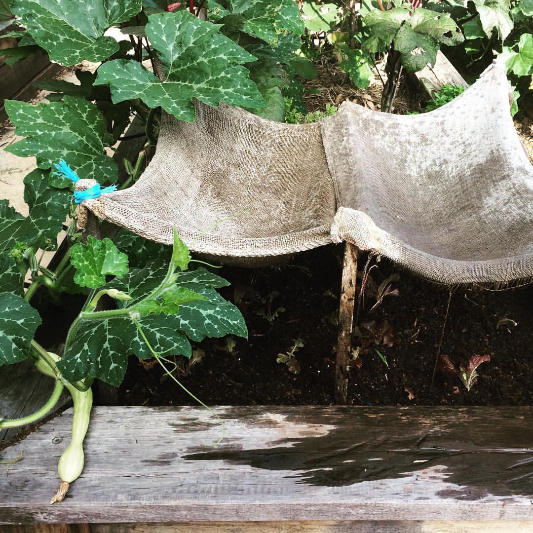 Lettuces shaded by some hessian sacks, necessary under a hot summer's sun. And a tromboncino on the side!