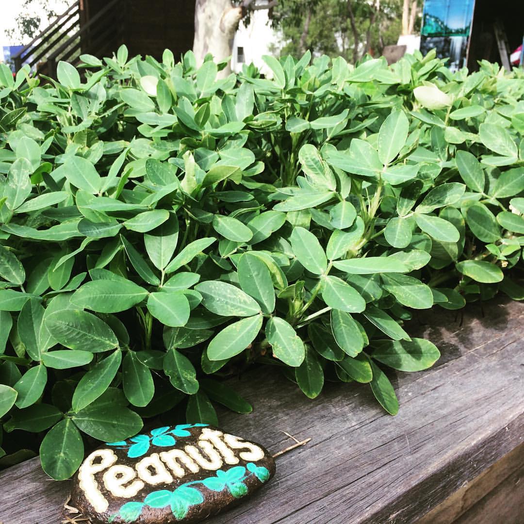 One of our peanut crops. We've had some bumper peanut crops in previous years, and we're hoping this year's crop will be no exception. They are delicious when freshly harvested and roasted!The painted peanut-rock is an example of another working bee activity. If you don't fancy getting your hands in the dirt or pulling weeds, how about finding a spot in the shade and setting up with some rocks and paints? All welcome at our working bees, 8-11am Thursdays and Saturdays.