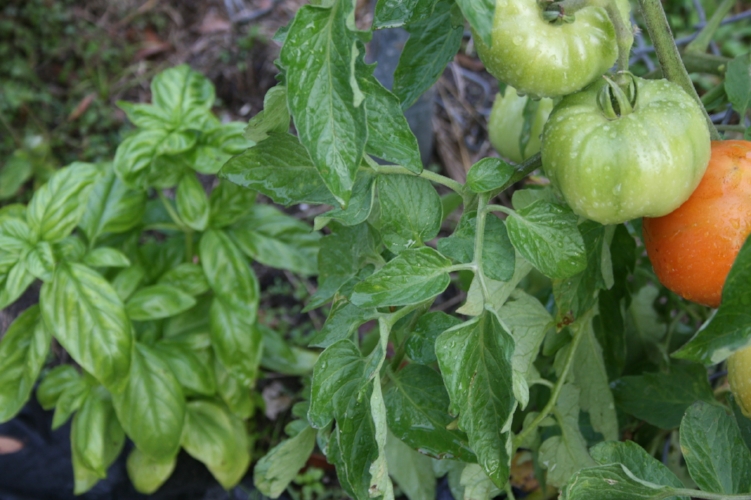 basil-and-tomato.jpg