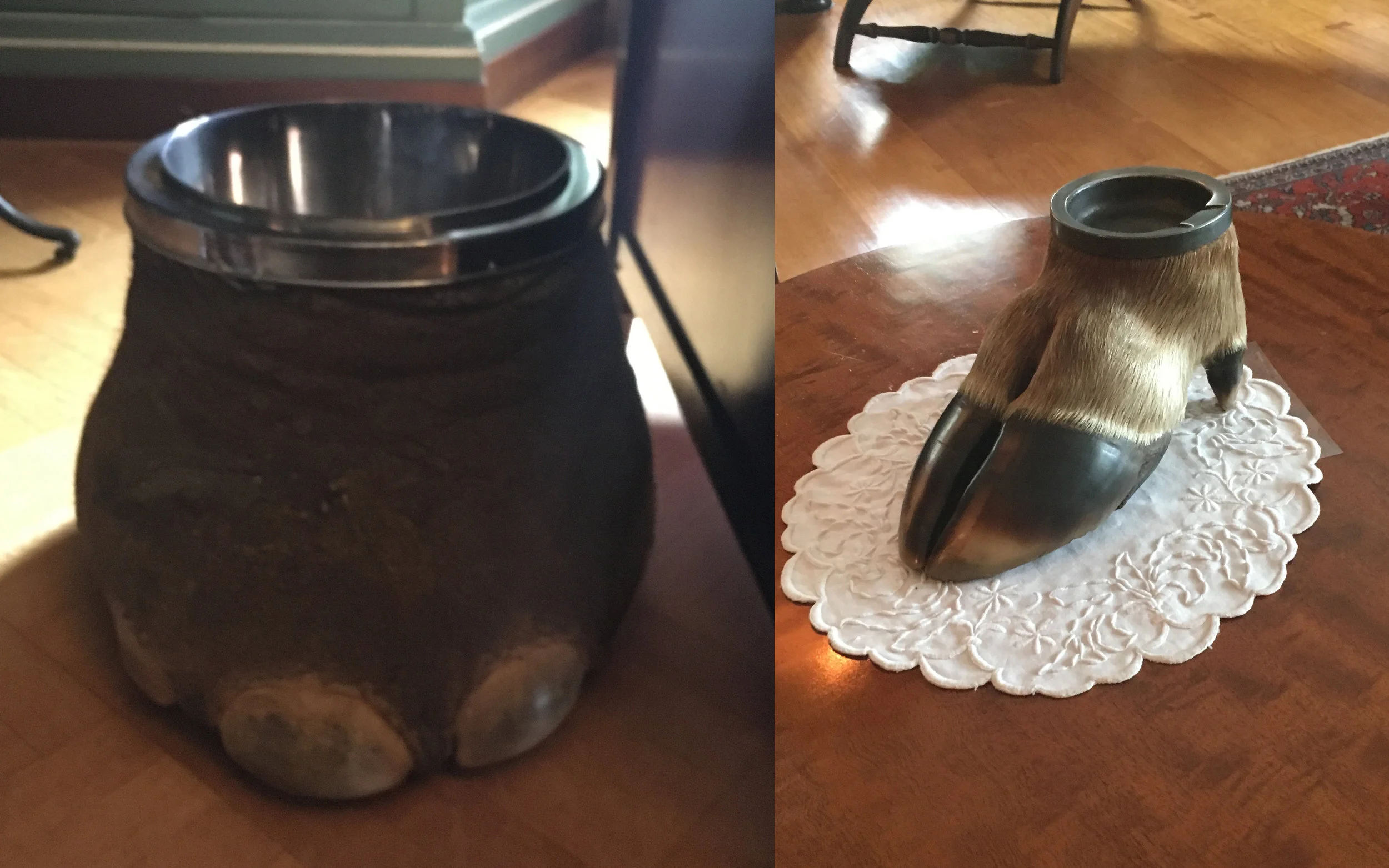 foot and hooves split