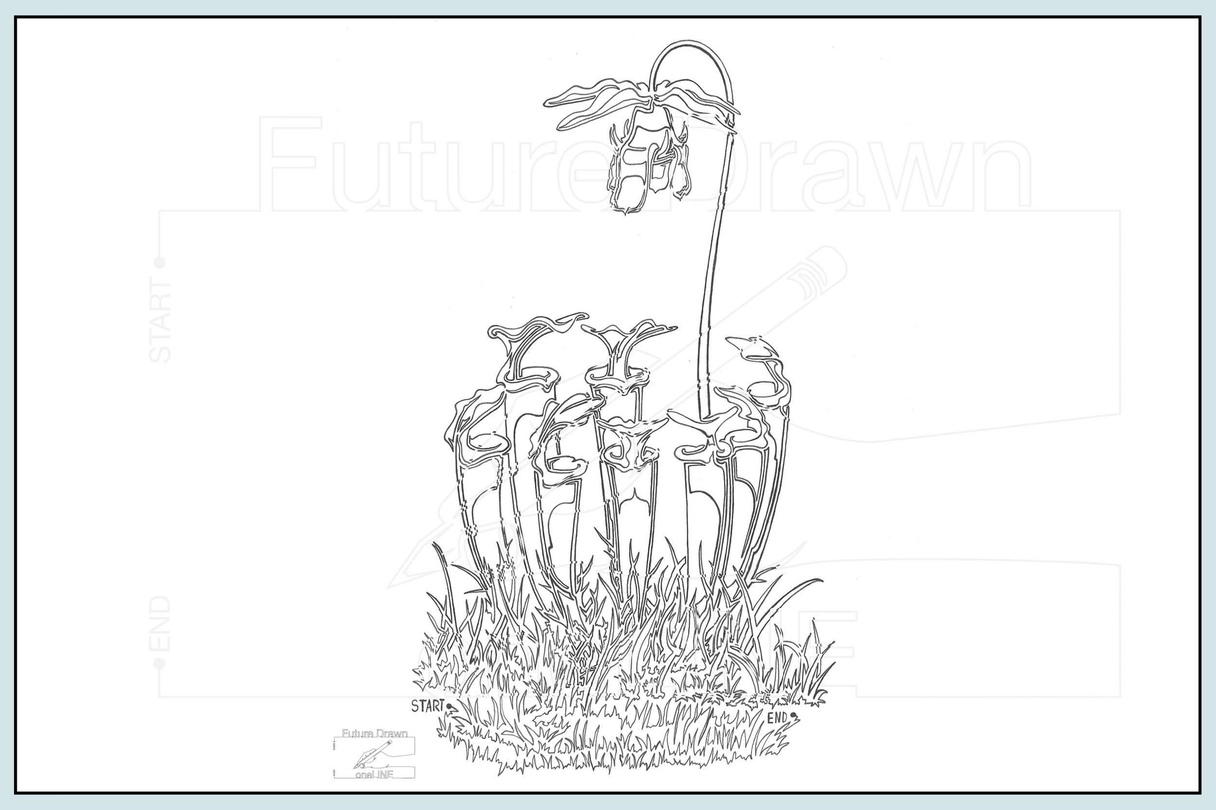 Web- Sarracenia oneLINE botanical- oneLINE Future Drawn Applegate.jpg