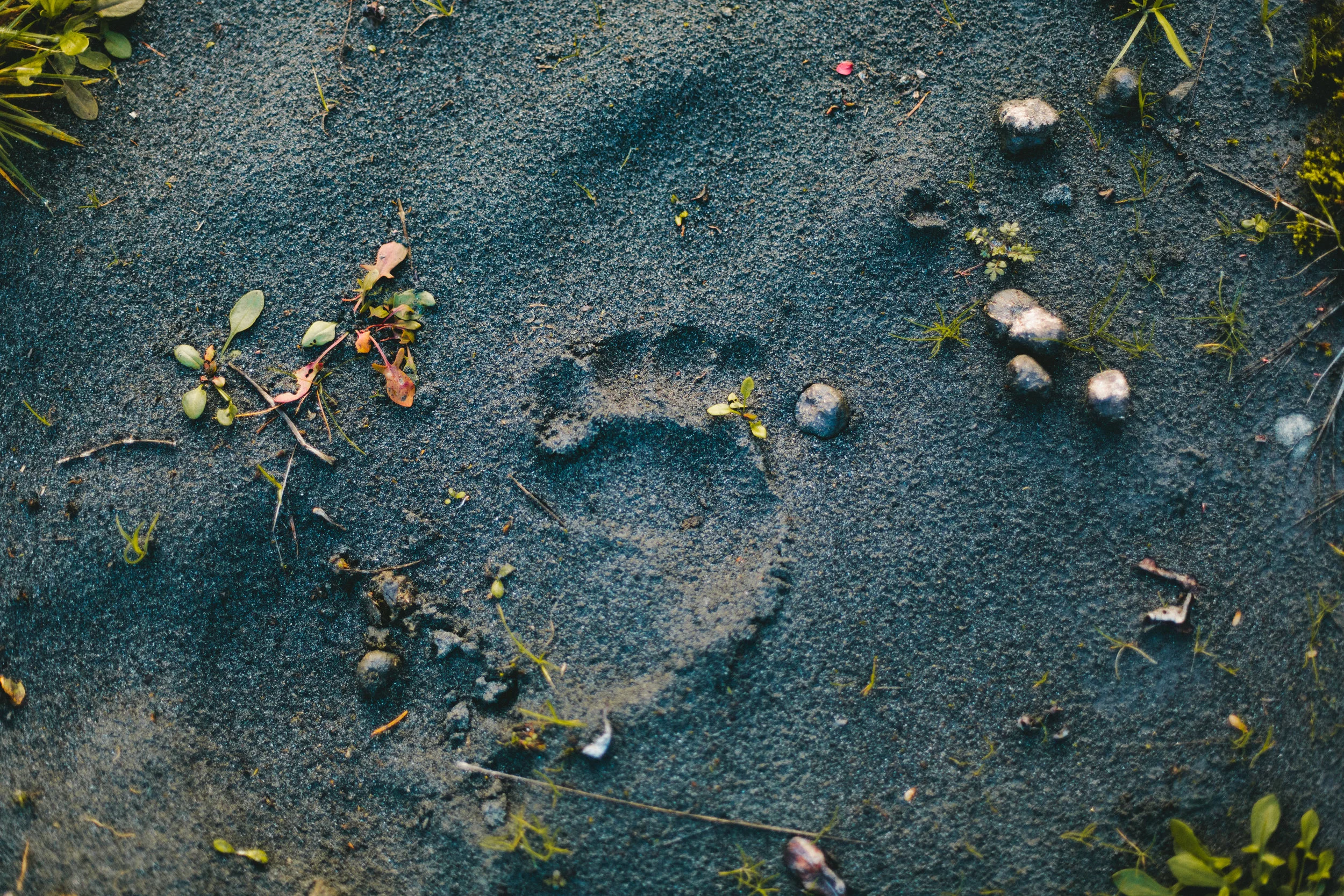 pnw_2015-6X0B8413.jpg
