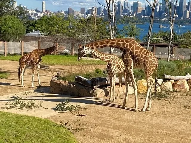 Taronga: Who's Who in the Zoo returns for Season 2! 🦁🐵🐸🐼🐨

Grappling with the complications thrown up by the COVID-19 pandemic, a shutdown of the zoo to the general public, and subsequent re-opening, this has truly been a year like no other for 