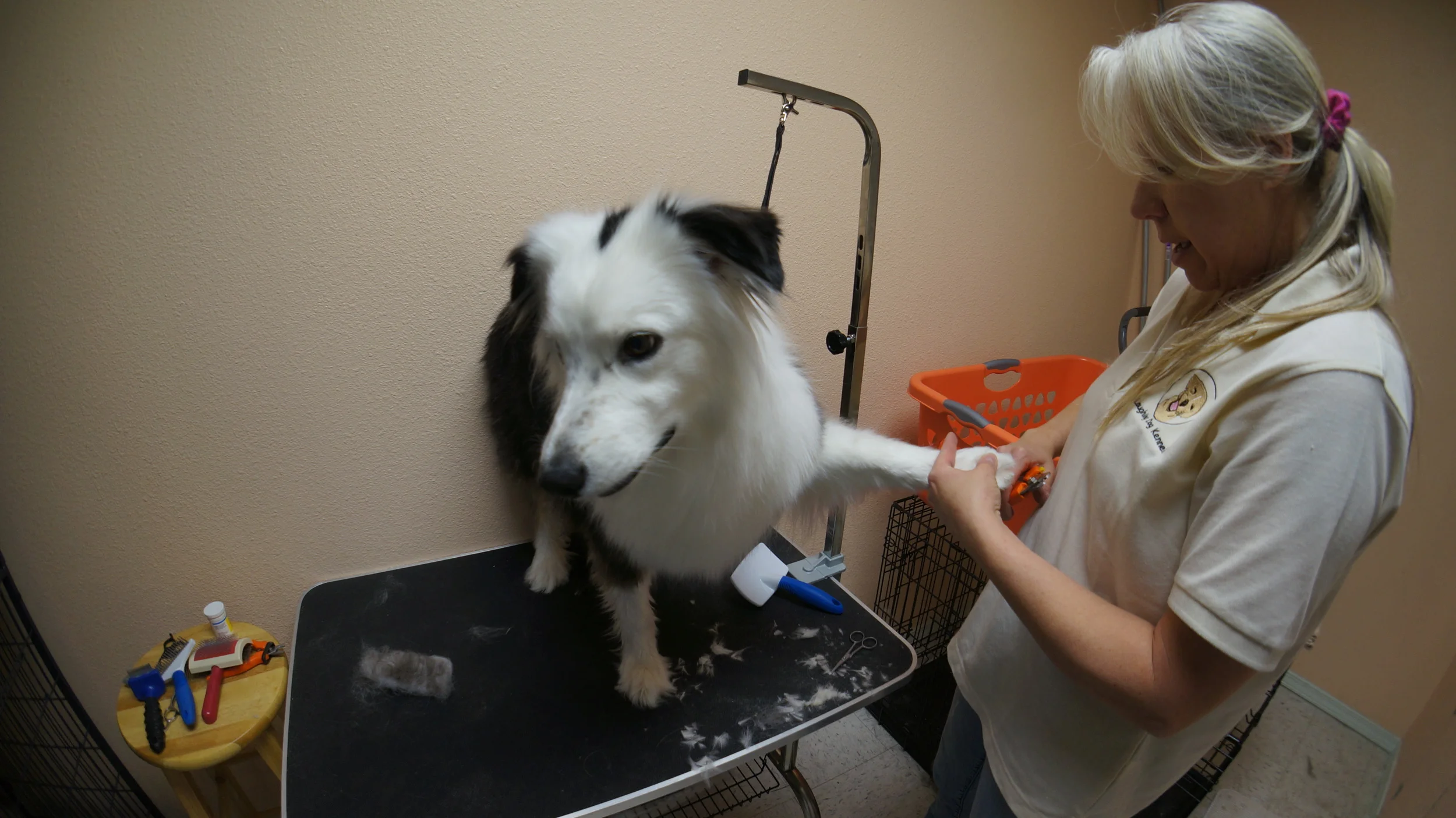 Salon — Laughing Dog Kennel