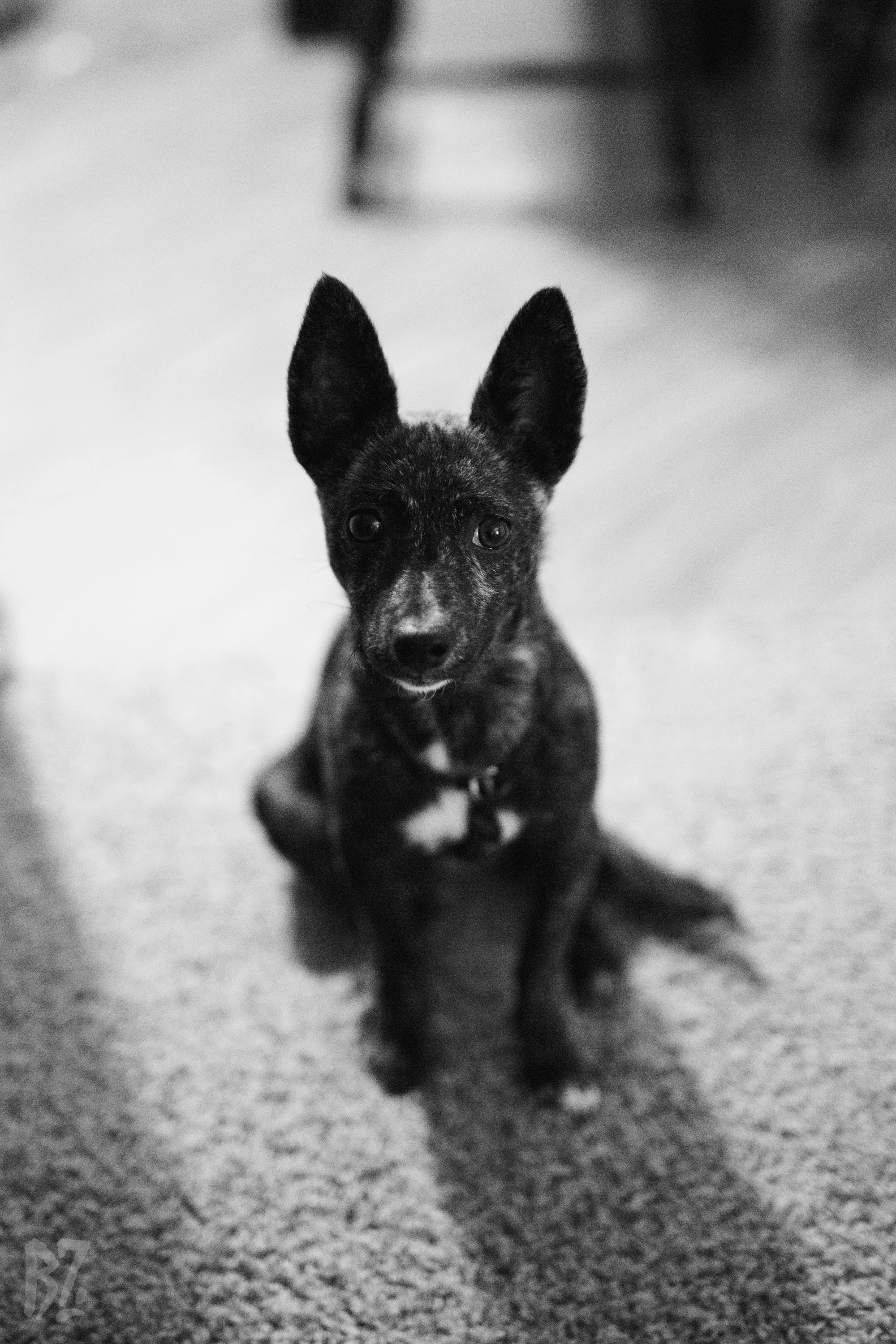 Jules The Dog