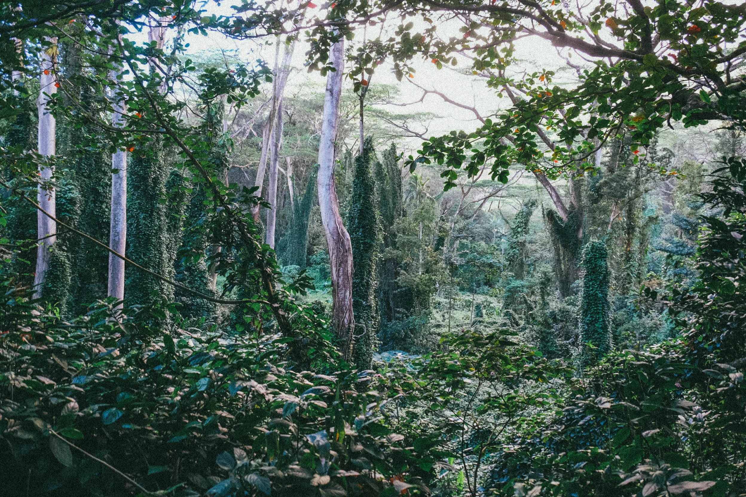 Hawaii-Edits-200.jpg