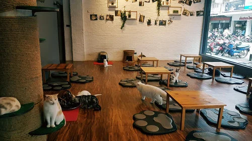 catcafeac.jpg