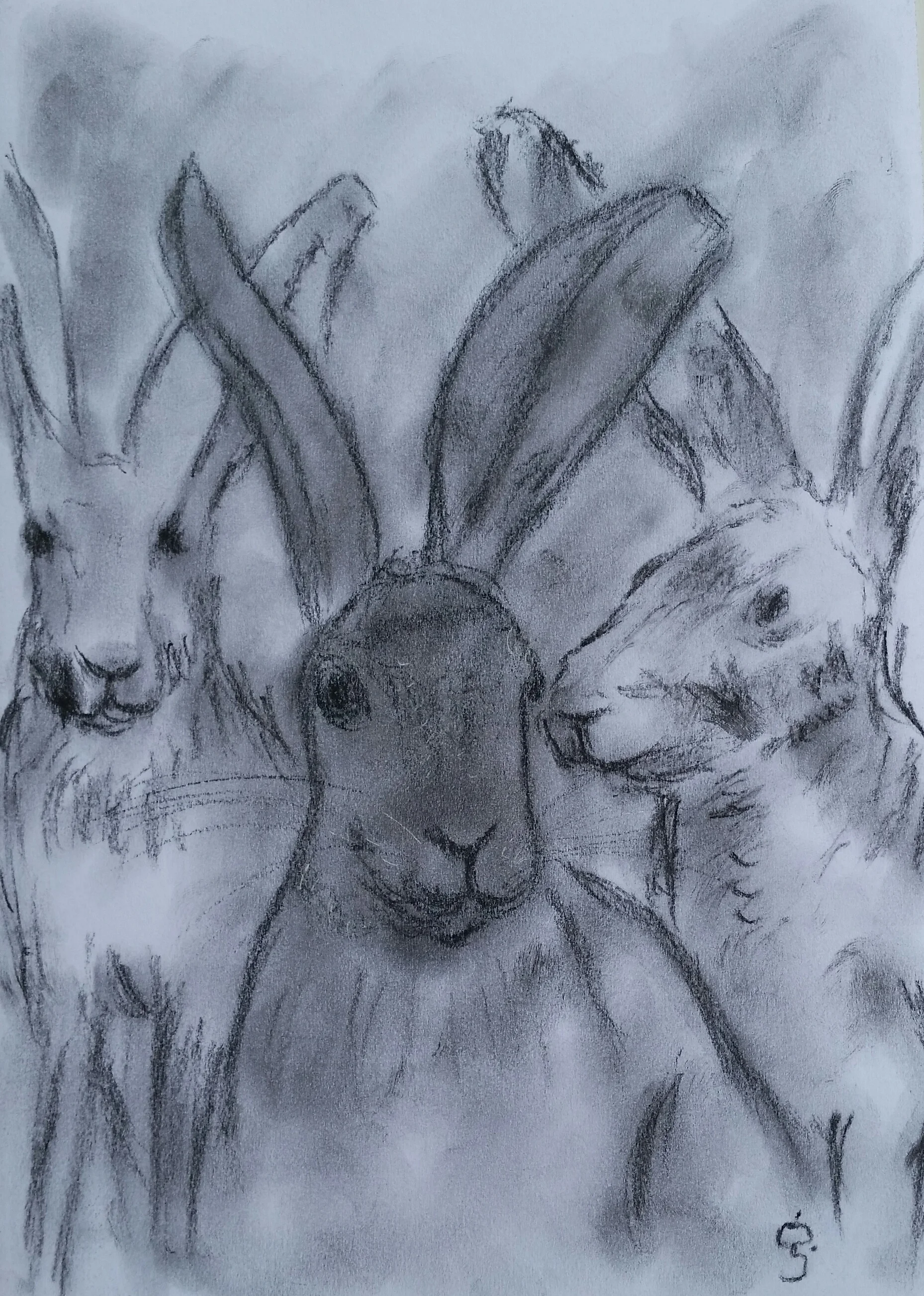 3_hares.jpg-2.jpg
