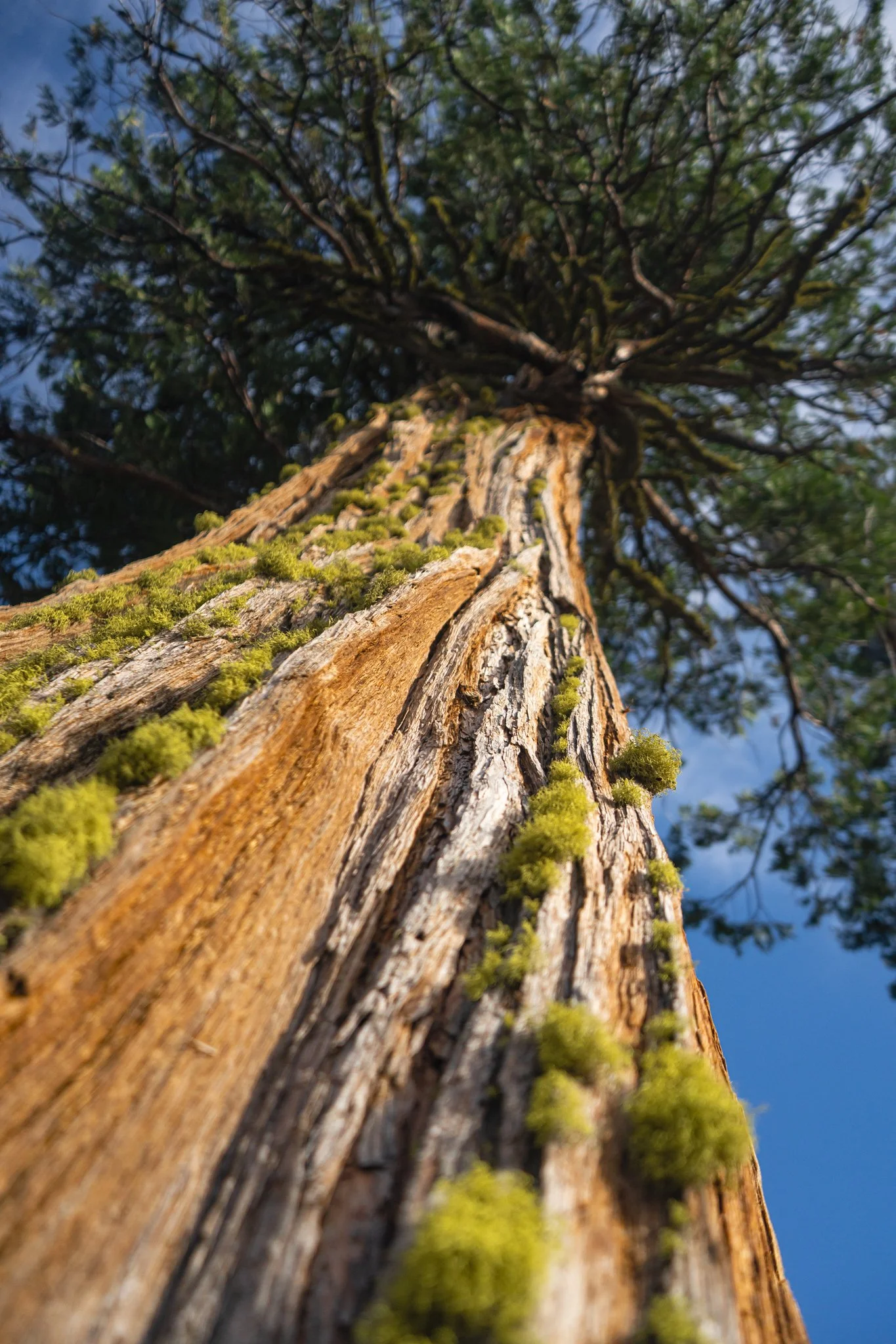  The textures of a cedar in the now designated Satitla National Monument in northern California. This photo demonstrates depth of field. Photo by Nick Basaraba 
