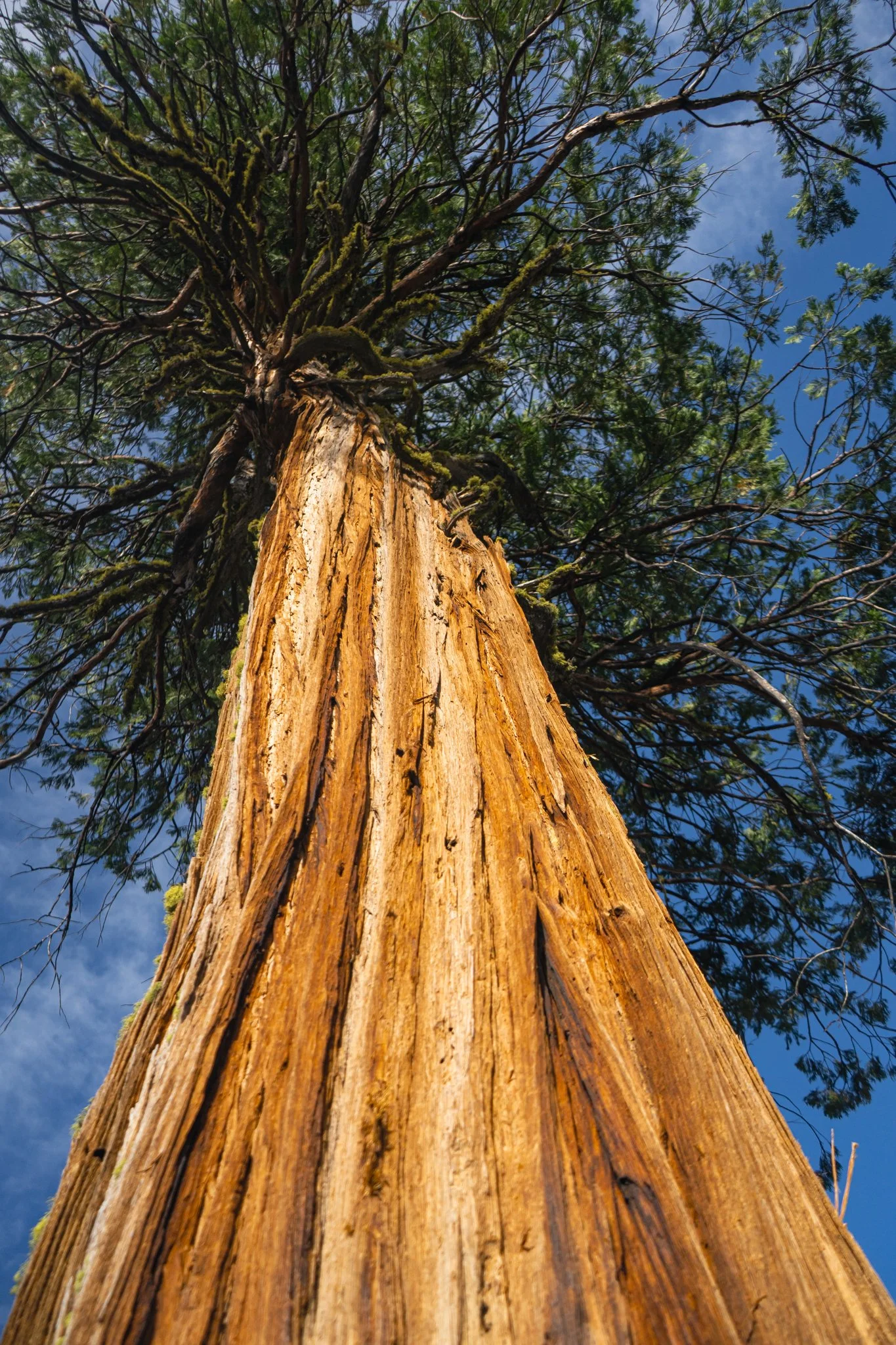  The same cedar tree as shown before. This photo demonstrates a wider depth of focus to show the details of the whole tree. Photo by Nick Basaraba 