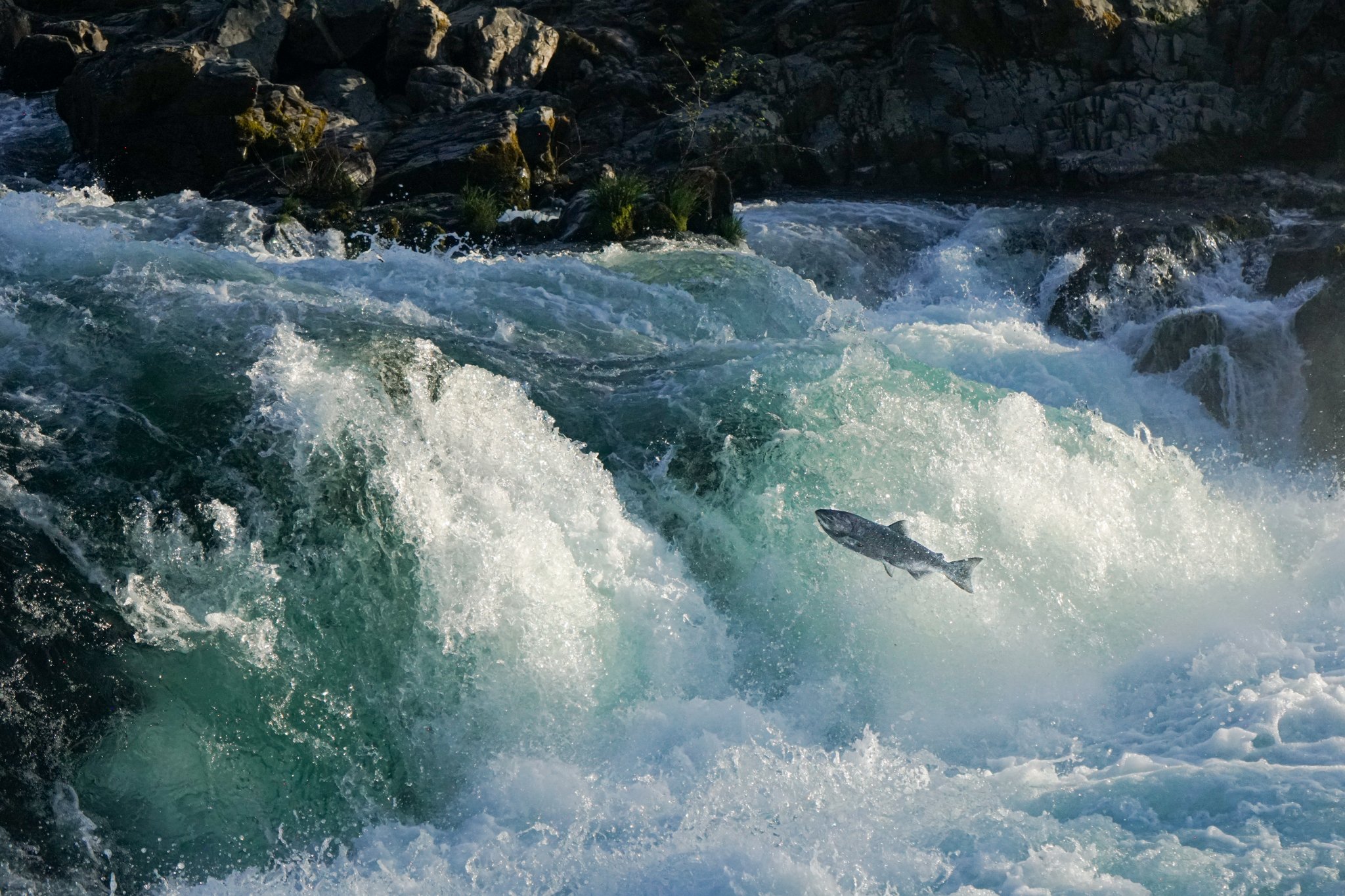 A spring Chinook salmon leaps up Deadline Falls on the North Umpqua River. Spring Chinook are endangered in the North Umpqua basin and have experienced a widespread reduction in numbers throughout their range, with some runs of spring Chinook long e