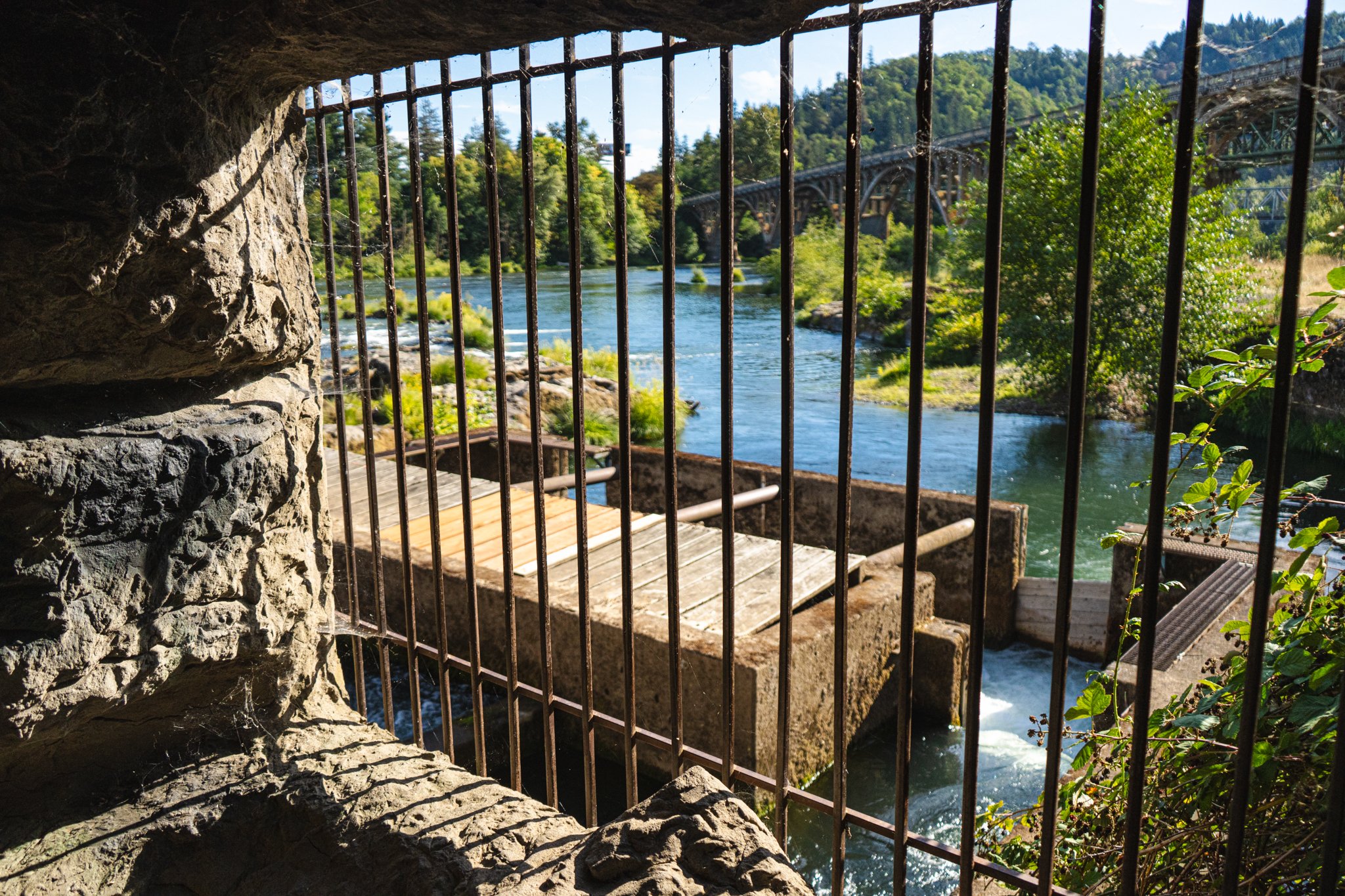 Looking downstream from the fish viewing window at Winchester Dam on the North Umpqua River. Winchester dam is a major reason for the declining numbers of all fish species that migrate up and down the North Umpqua River. Photo by Nick Basaraba