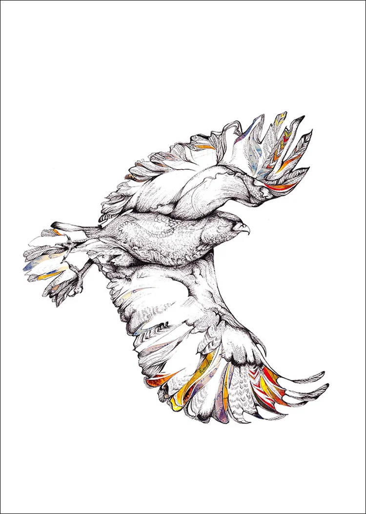 'Fying Hawk' Bird Illustration Series