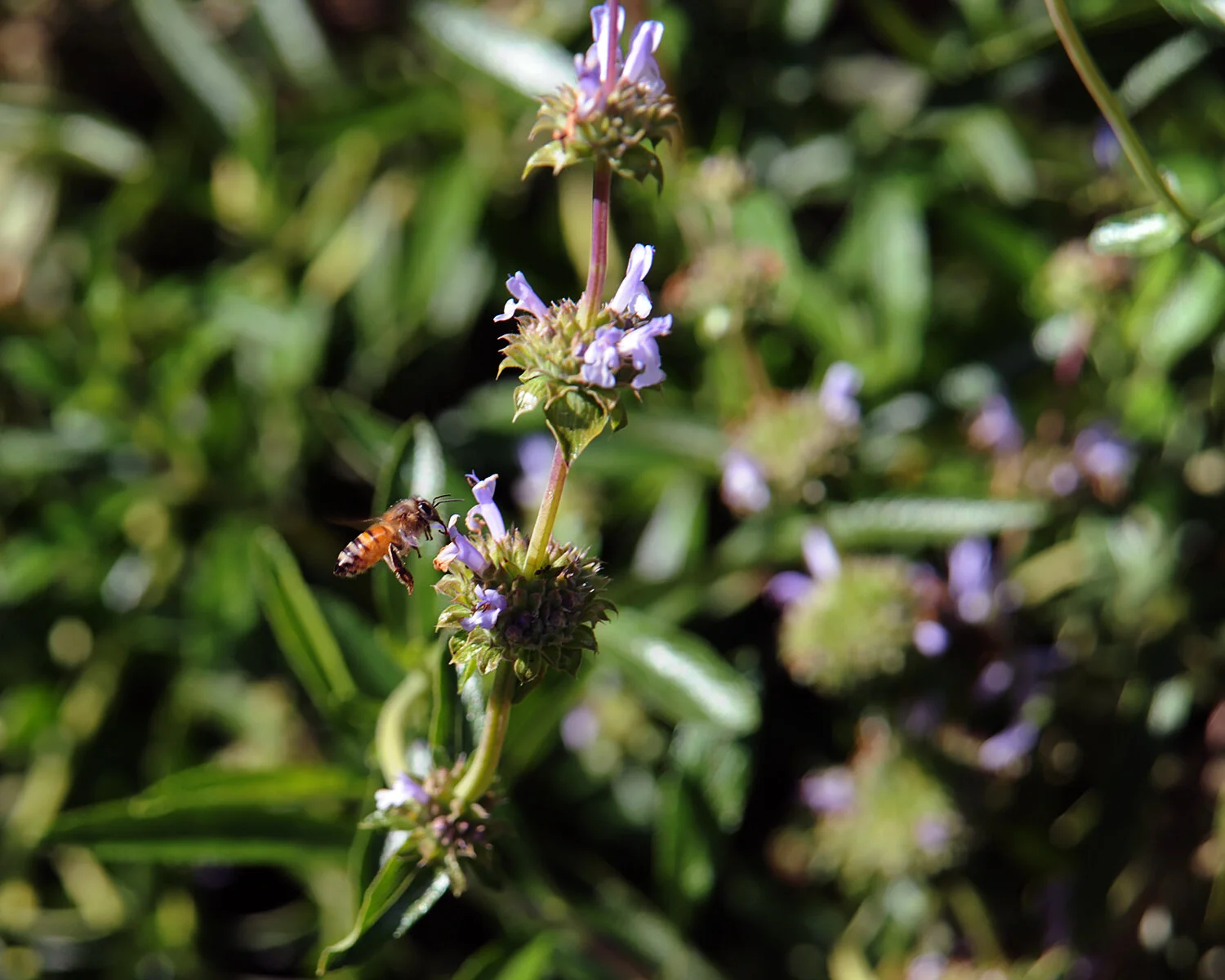 bee.jpg