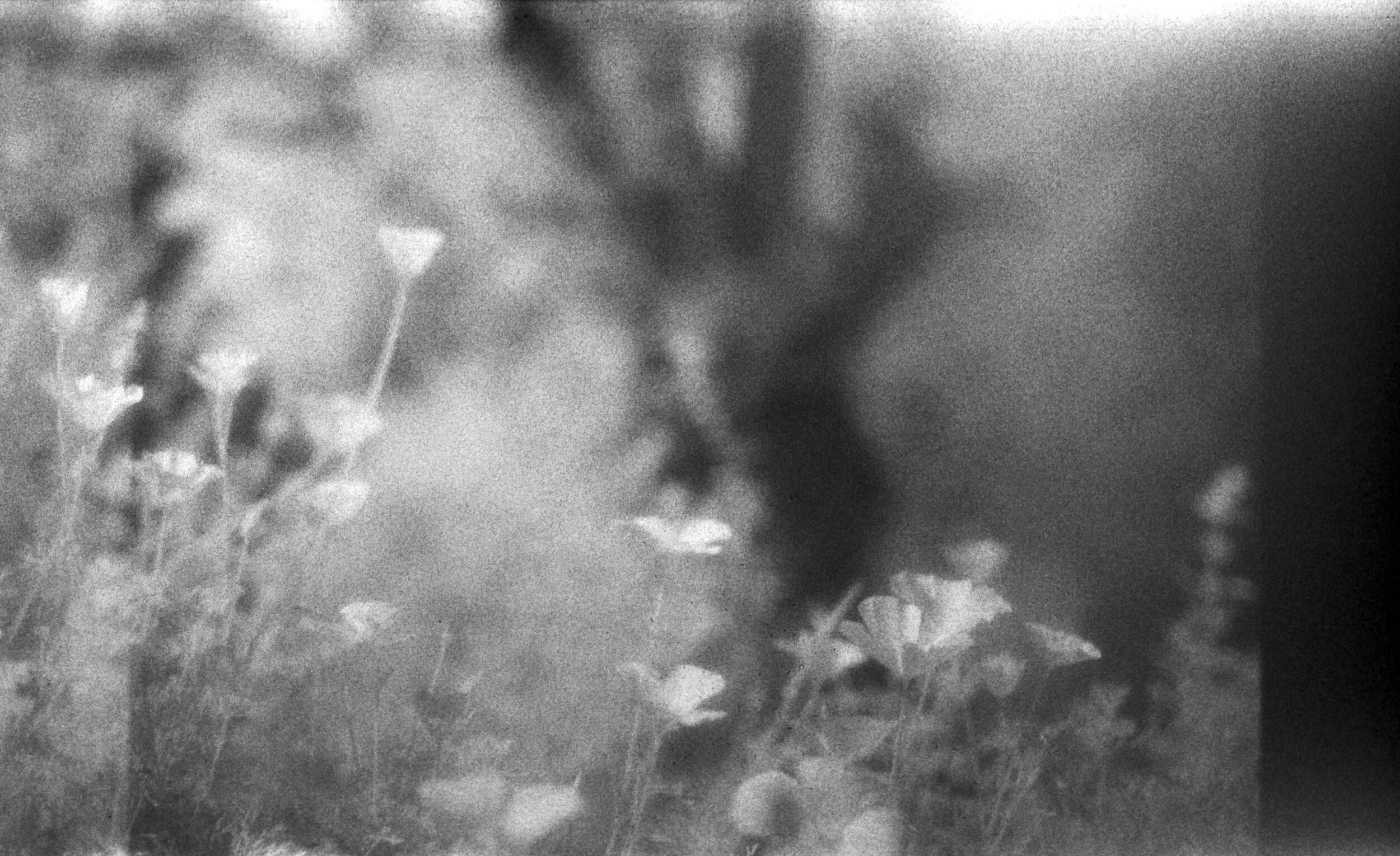  infrared EfkeIR820 35mm film 