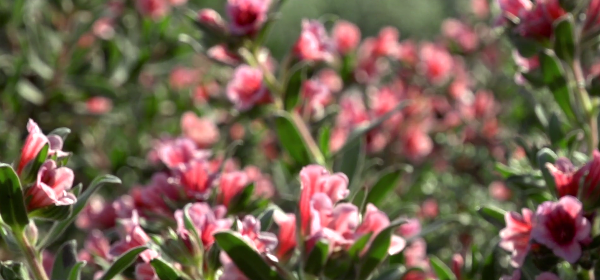 The Cape Floral Kingdom <span class="cate">Travel & Tourism </span>