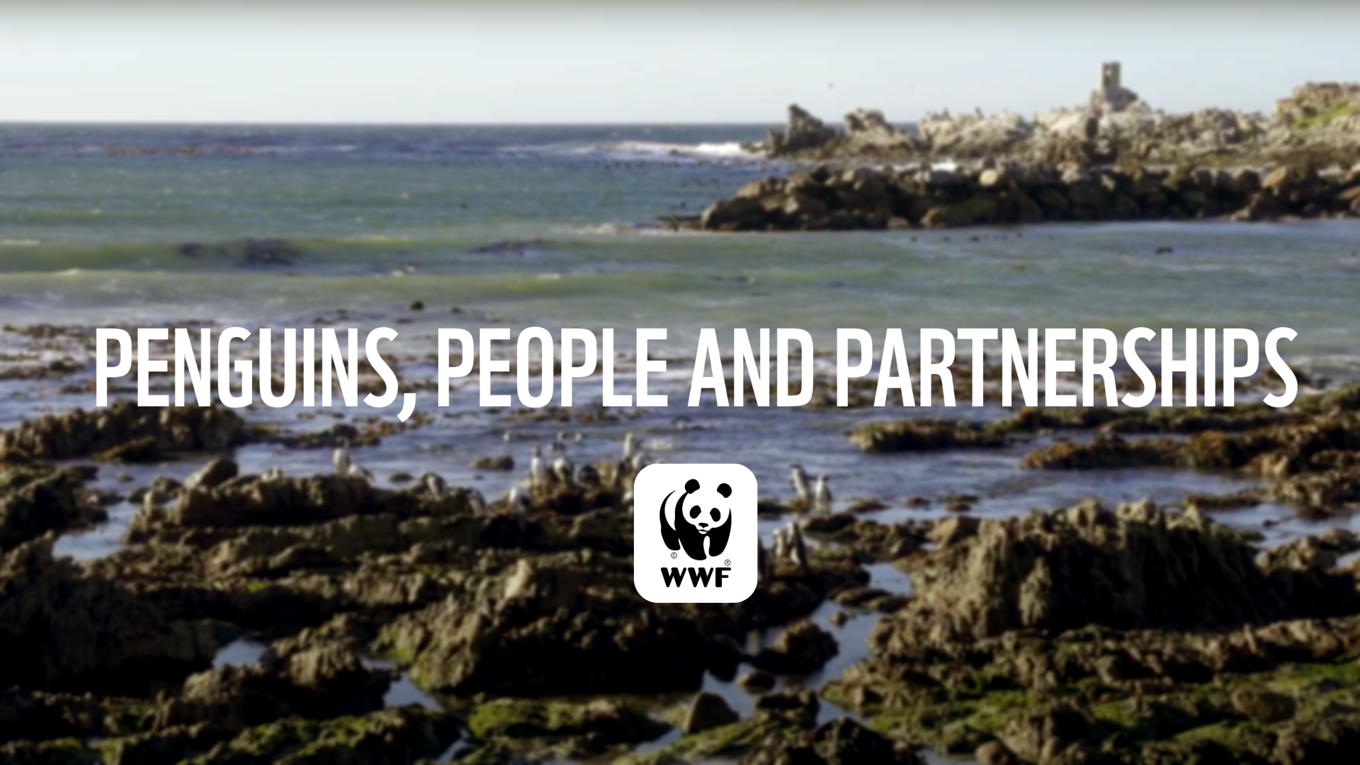 People, Partnerships and Penguins  |  WWF