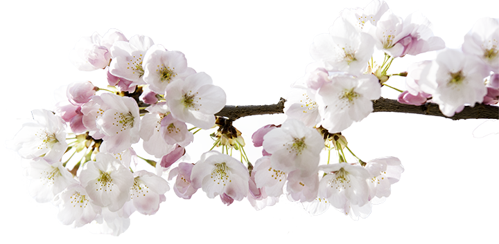 140402_spring_0011-Edit.png