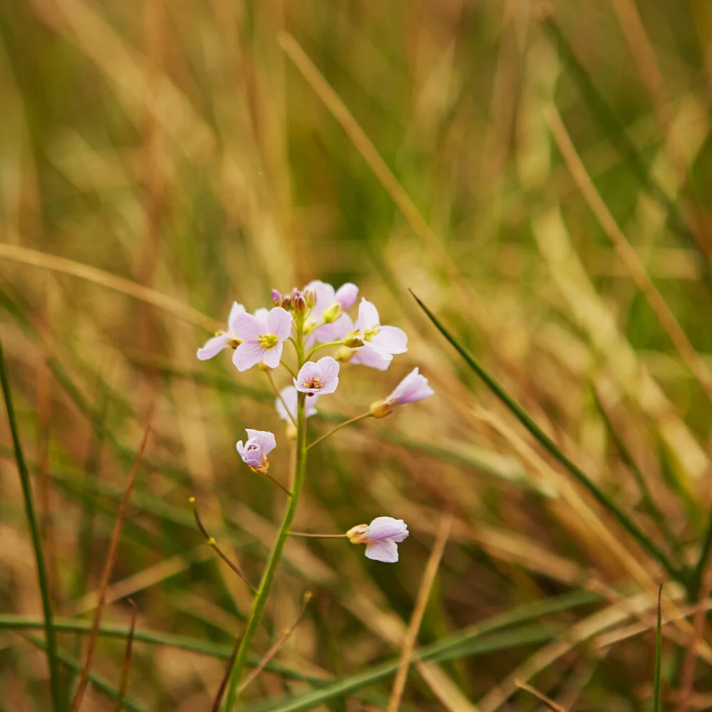 _MG_2685.jpg