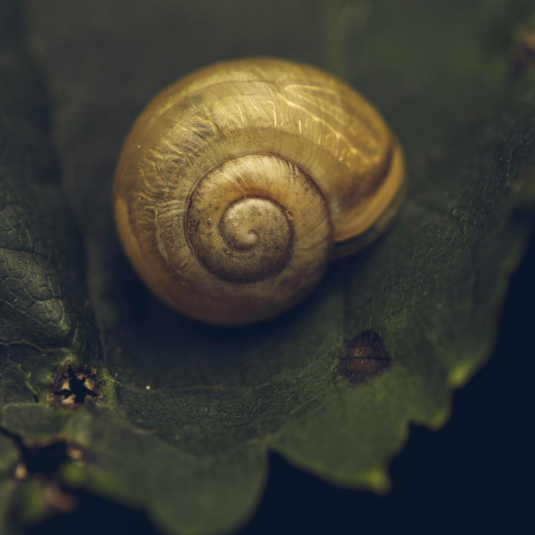 EmBodied Snail Mail Newsletter.png