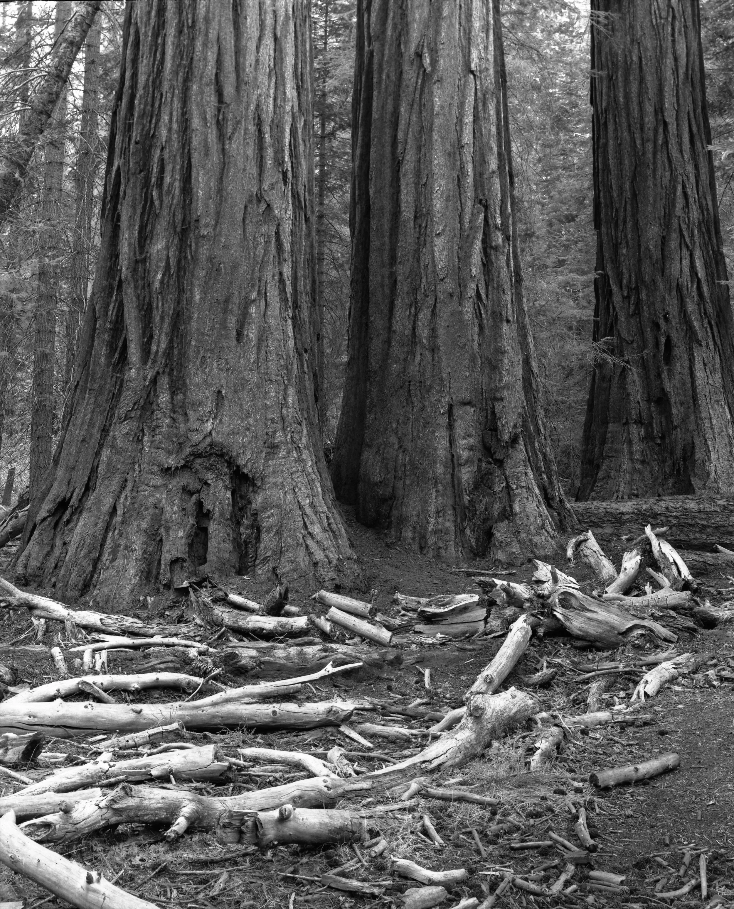  "Life and Death"  Yosemite National Park&nbsp;  4x5 Large format 