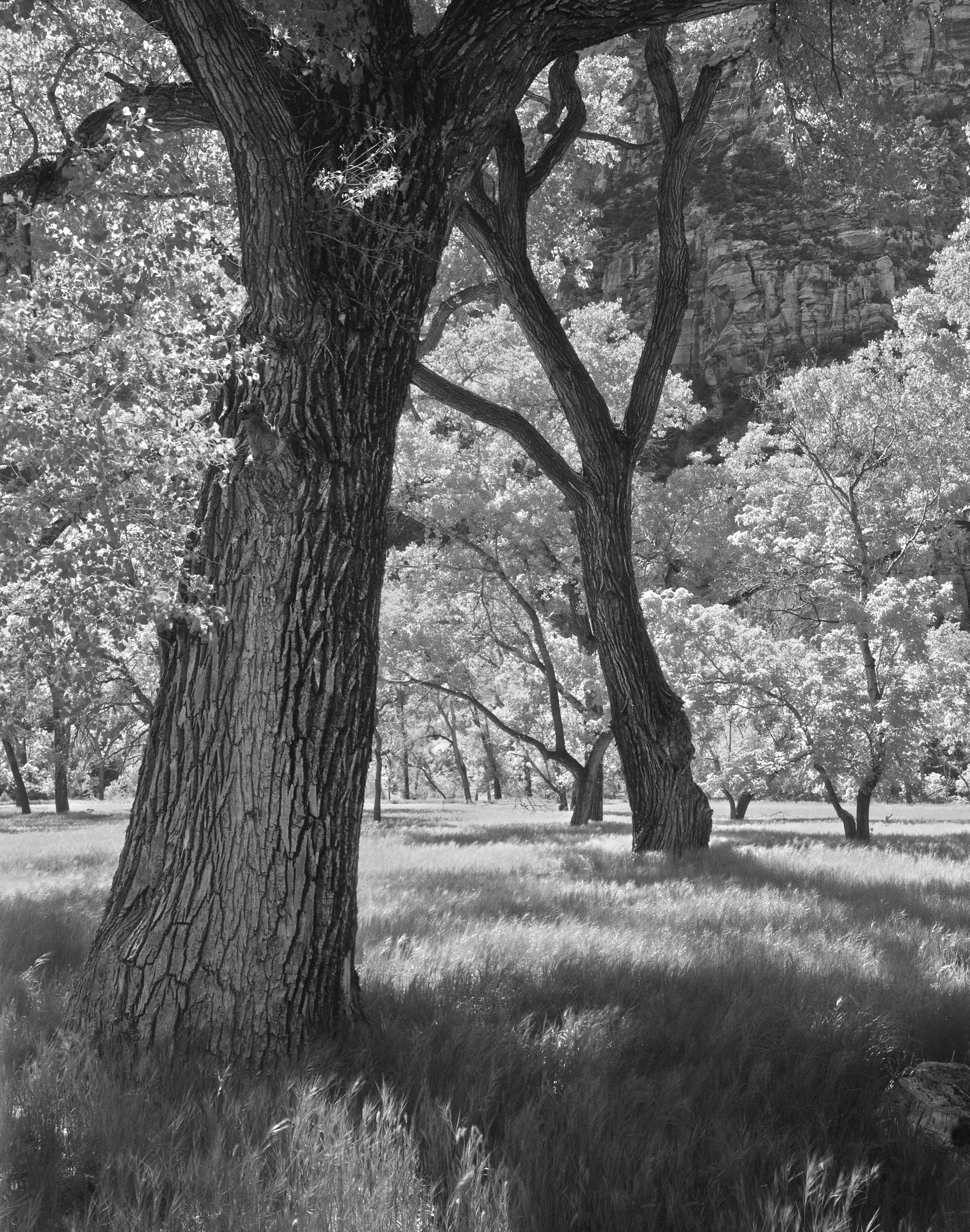 Zion Cottonwoods 1