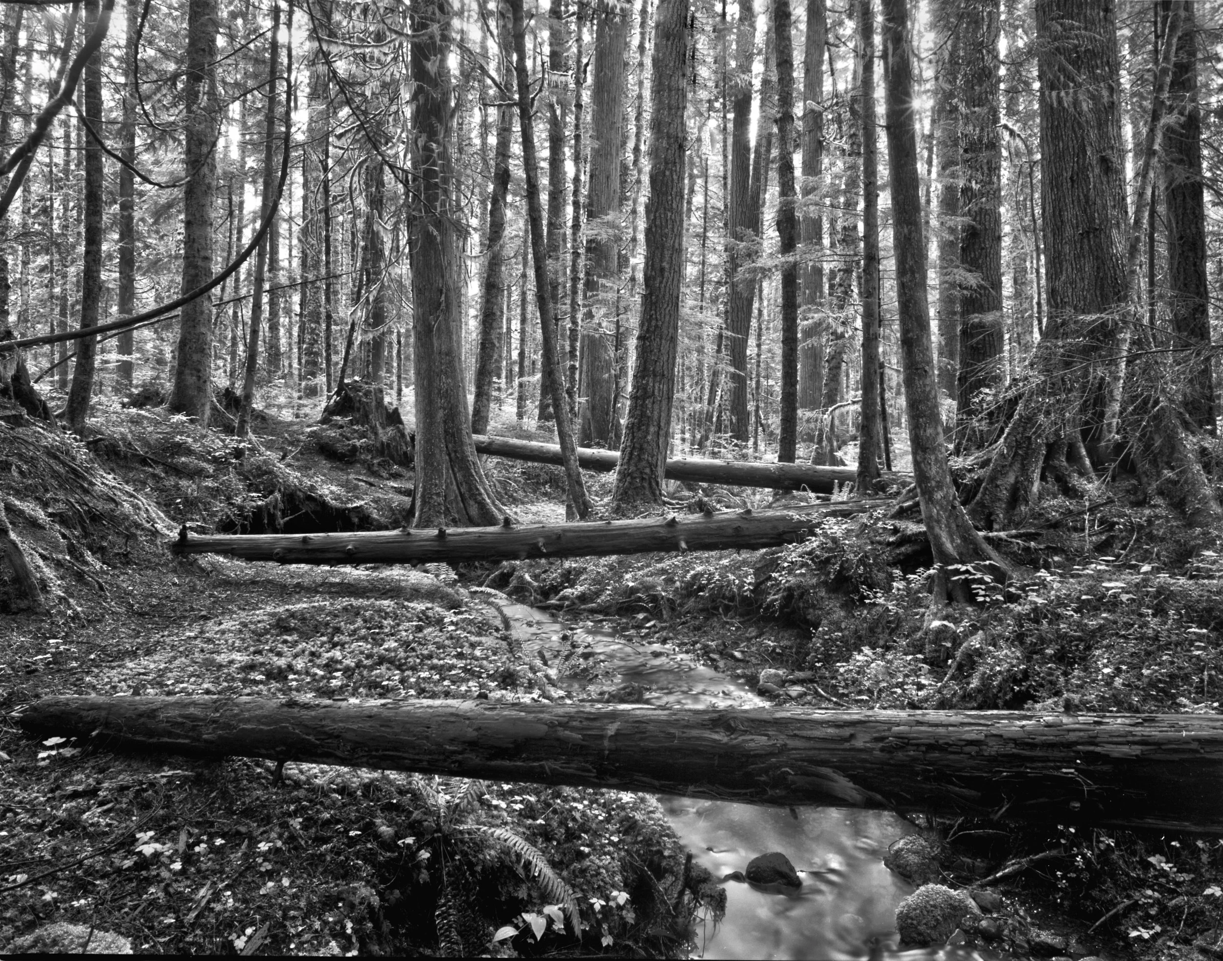 Olympic Forest