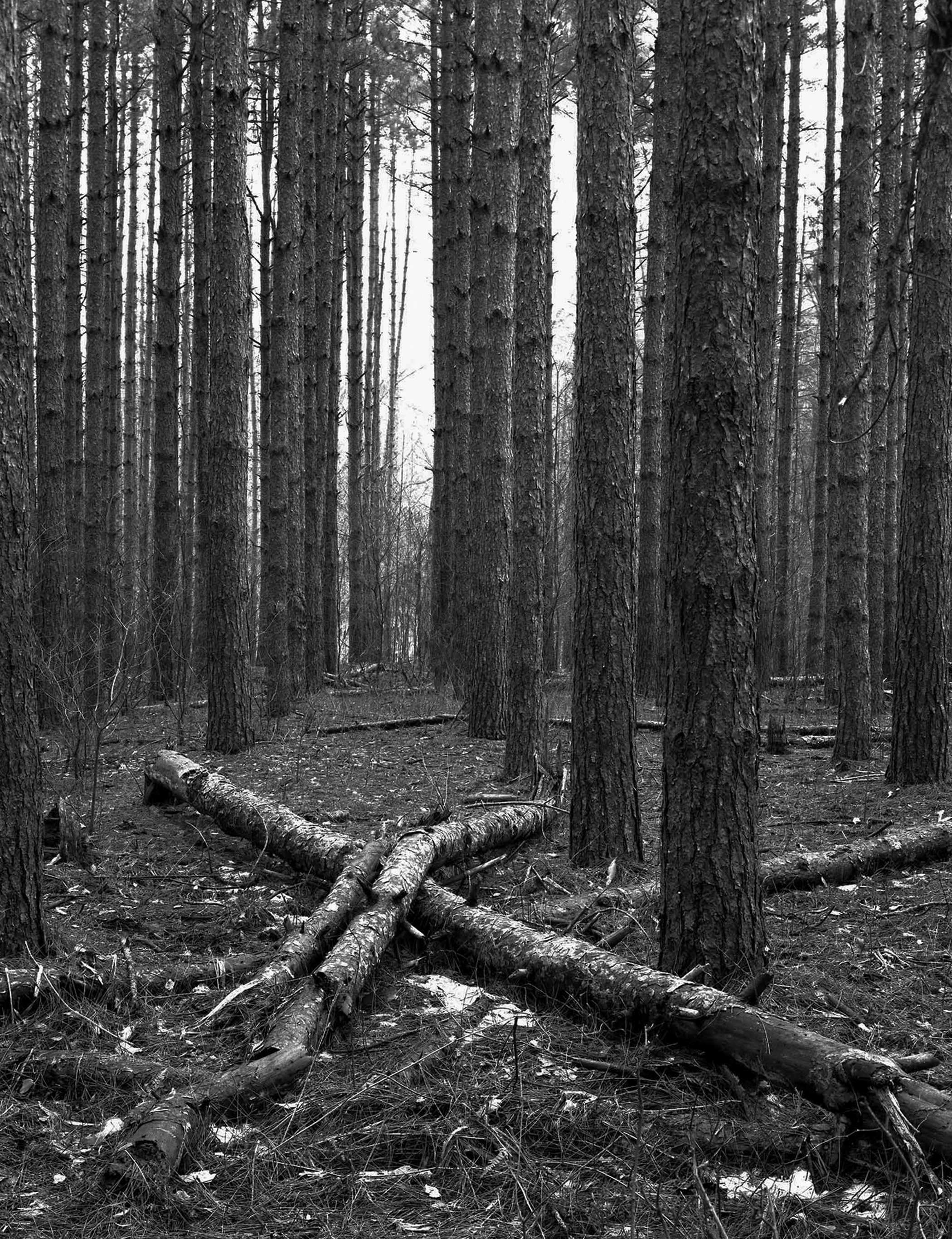 Oak Openings 2