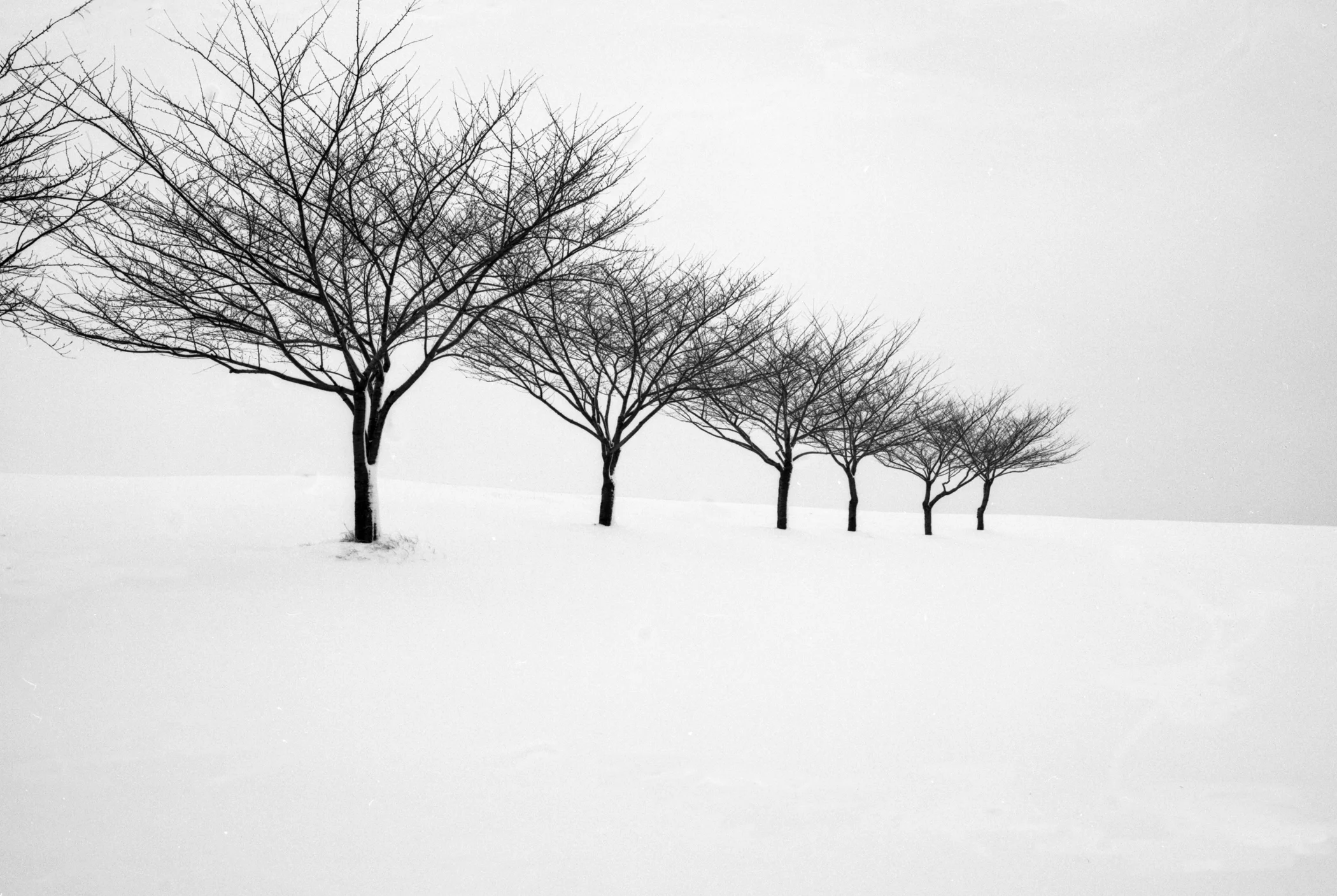 Airport Trees 1