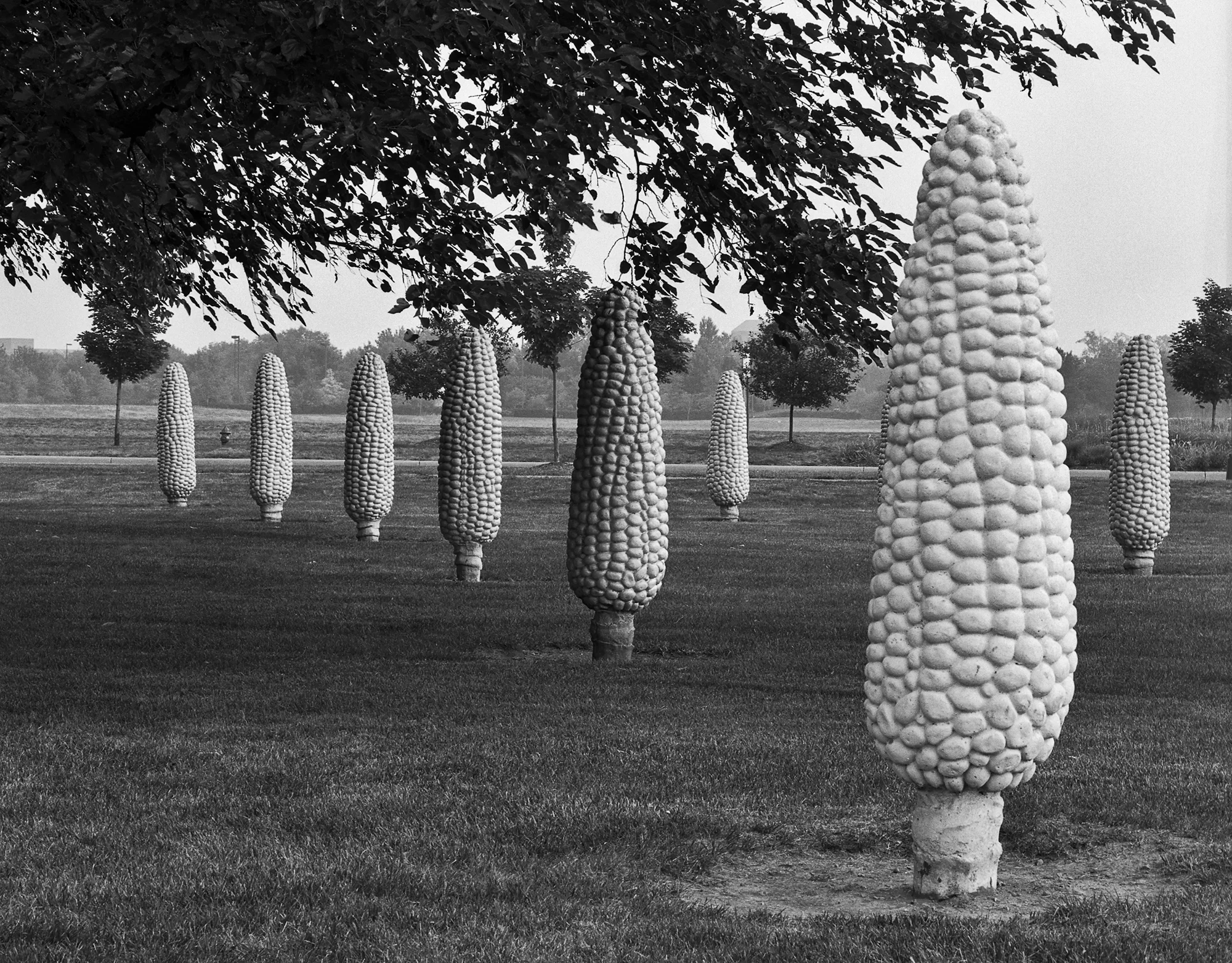 Corn?