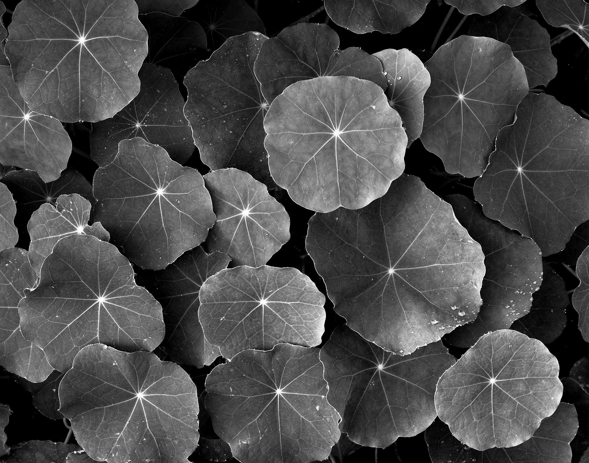 Maine Nasturtiums
