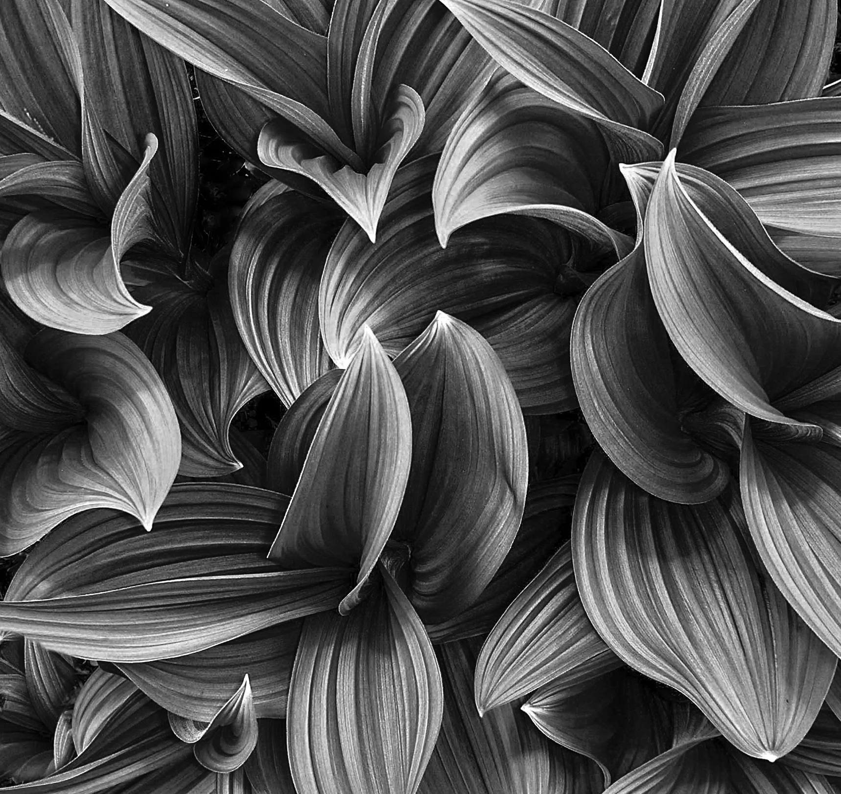 Mountain Leaves
