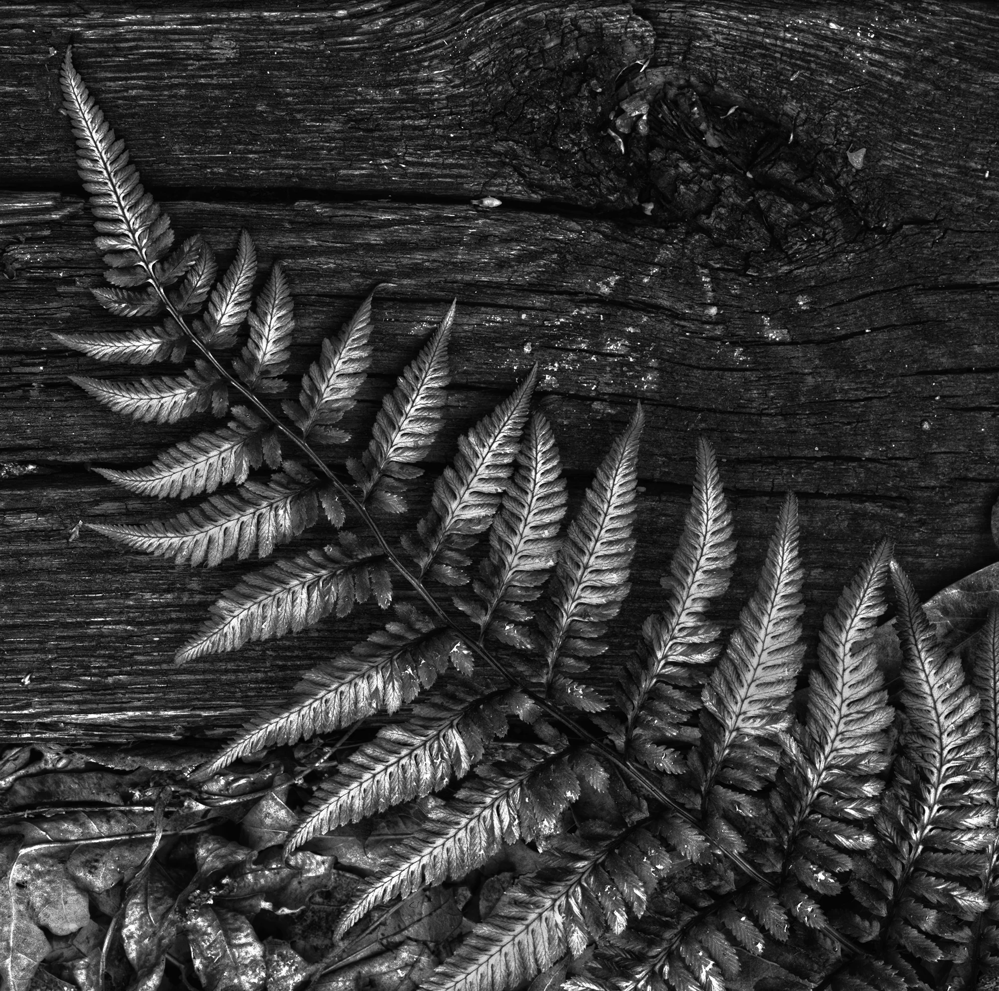 Painted Fern