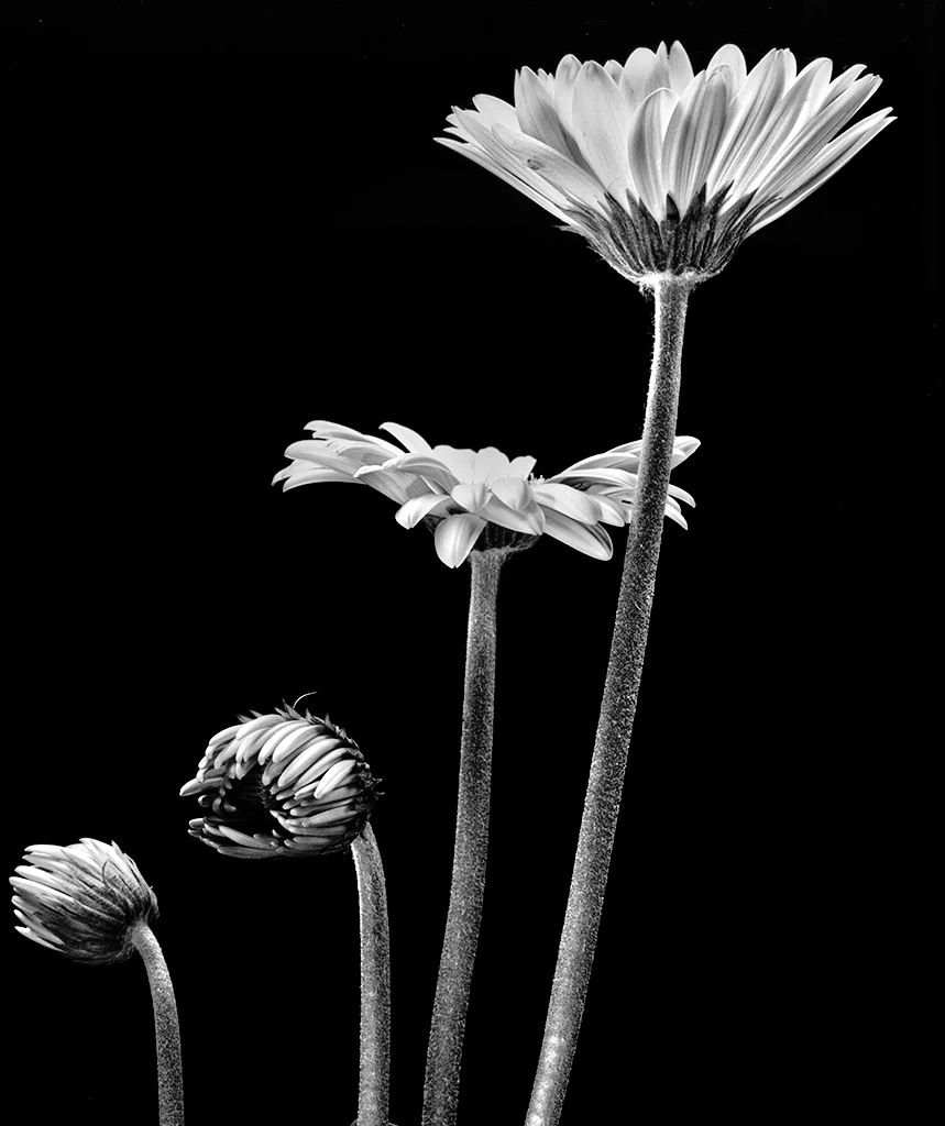 Gerbina Flowers