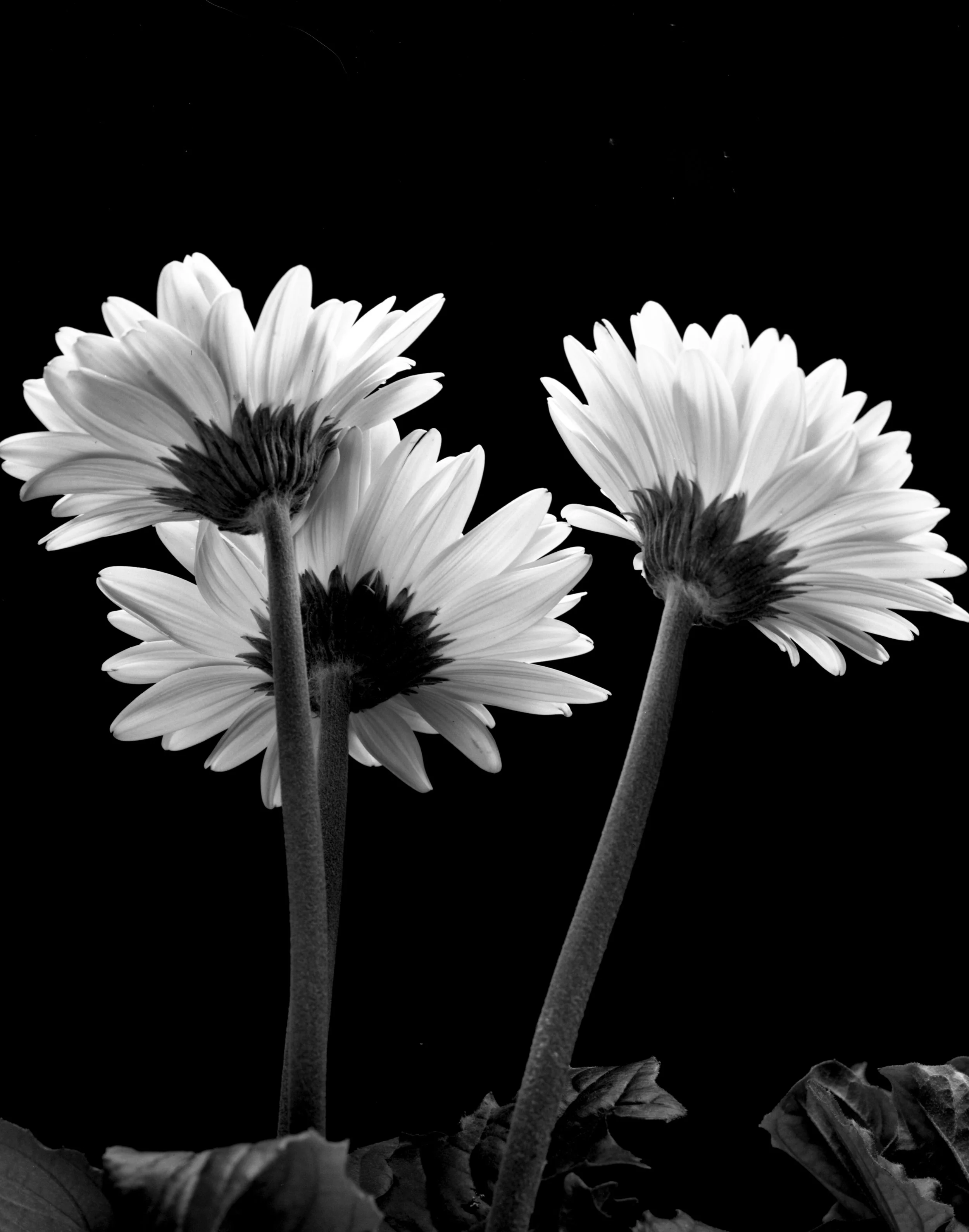 Gerbina #2