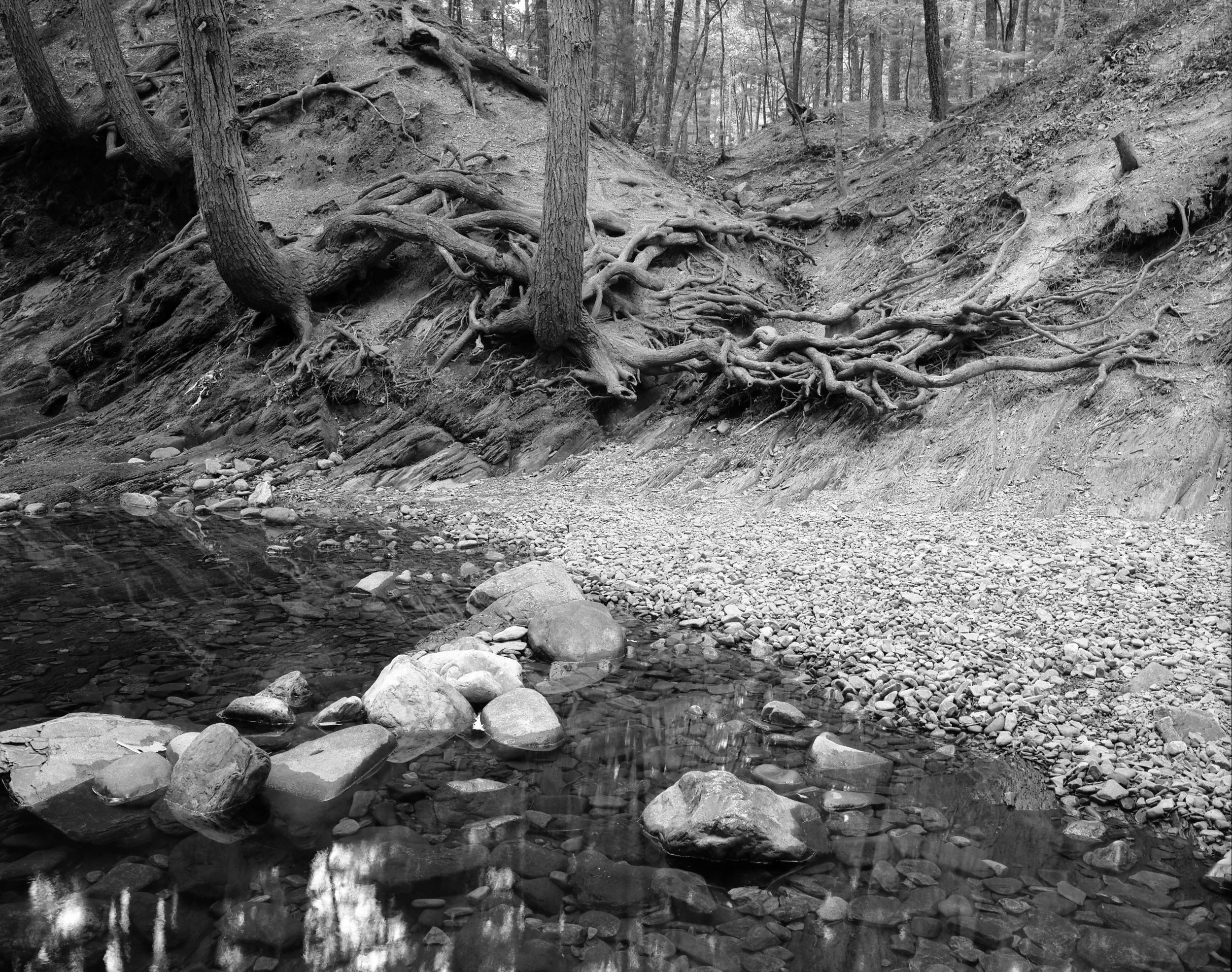 Douthat Roots