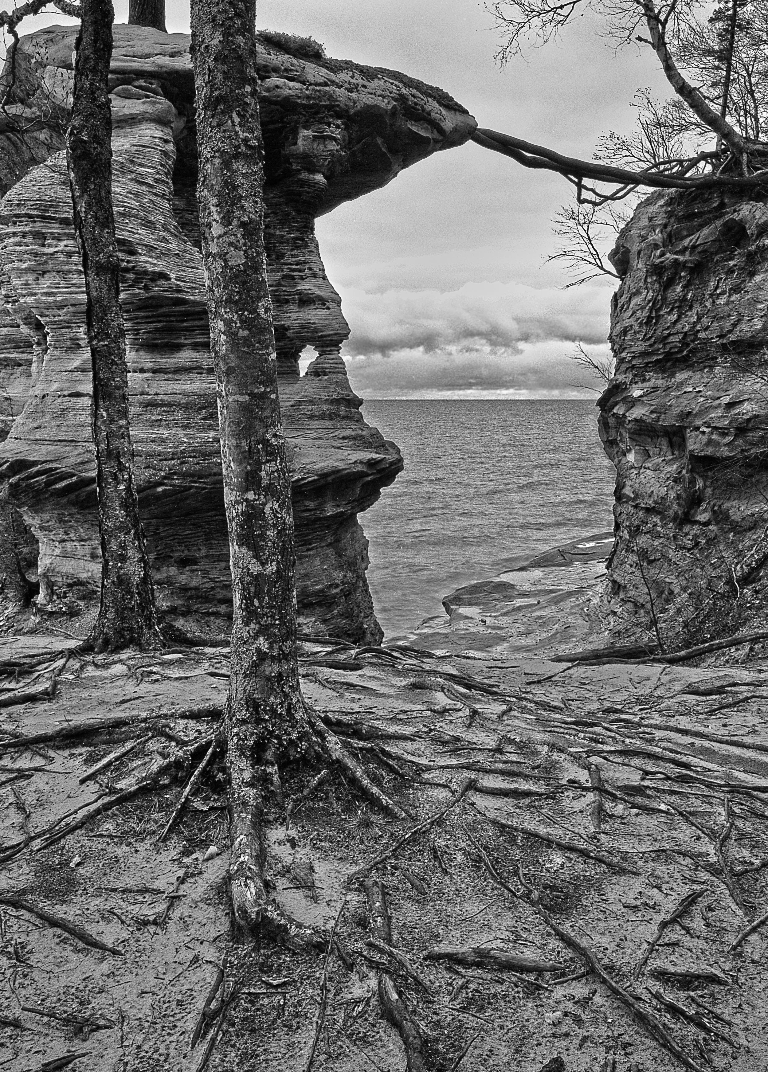 Pictured Rocks Roots