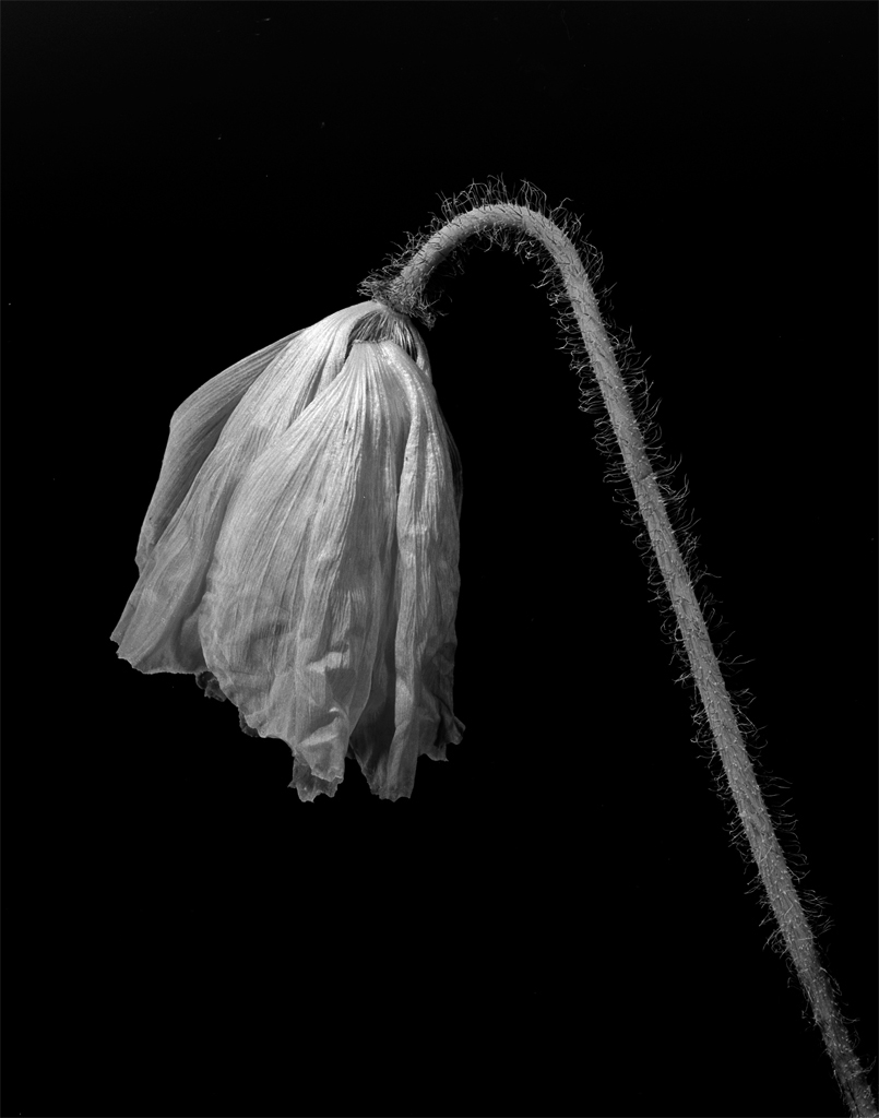 Poppy #2