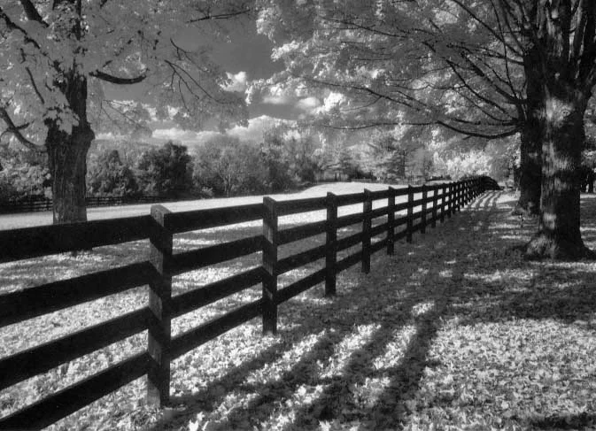 Autumn Fence